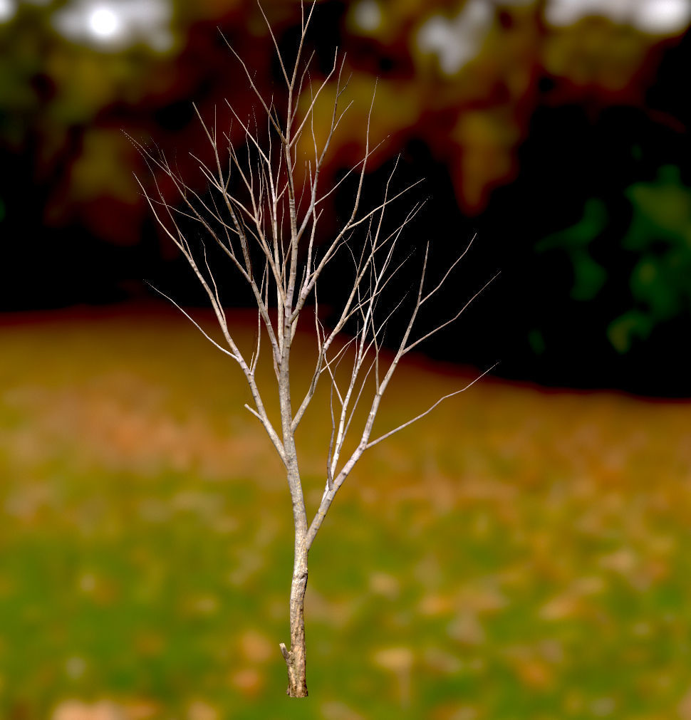 Autumn Maple  Scan  Low-poly 3D model_19