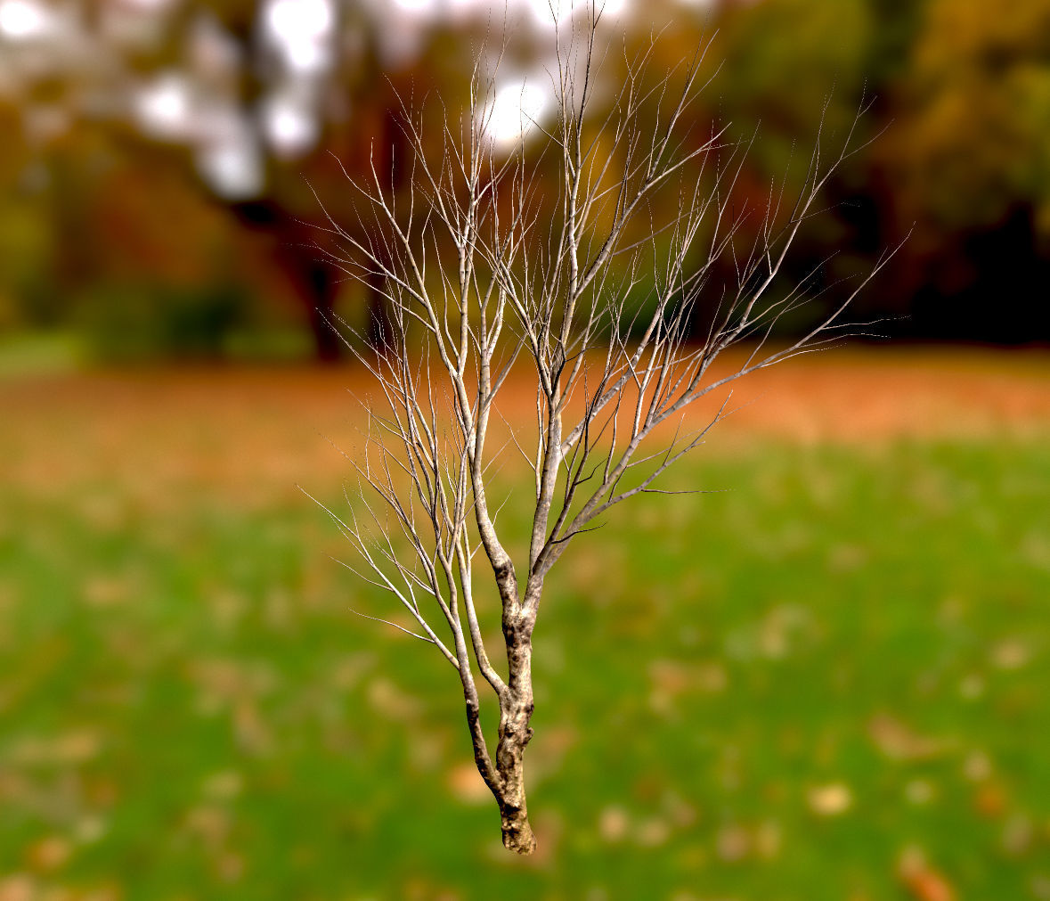 Autumn Maple  Scan  Low-poly 3D model_11