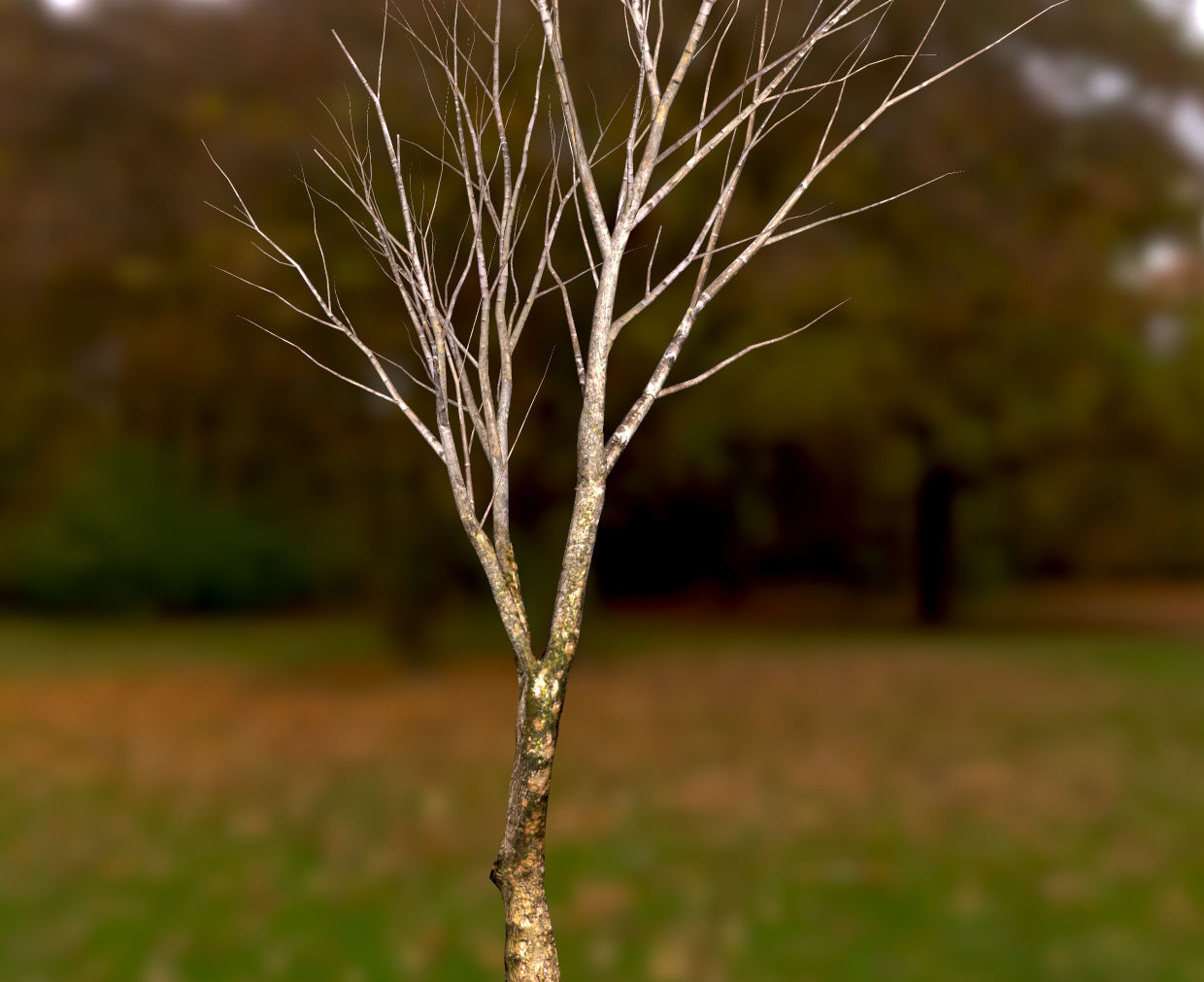 Autumn Maple  Scan  Low-poly 3D model_18