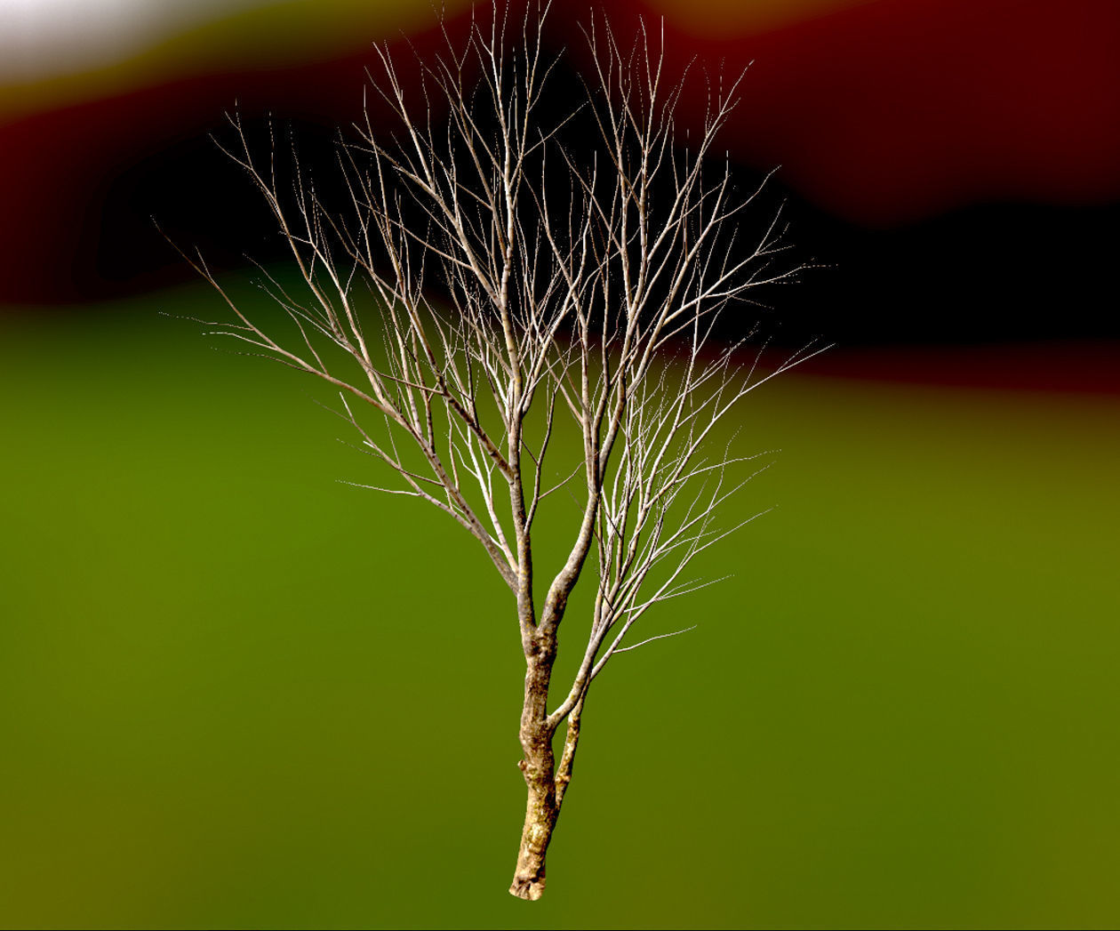 Autumn Maple  Scan  Low-poly 3D model_13