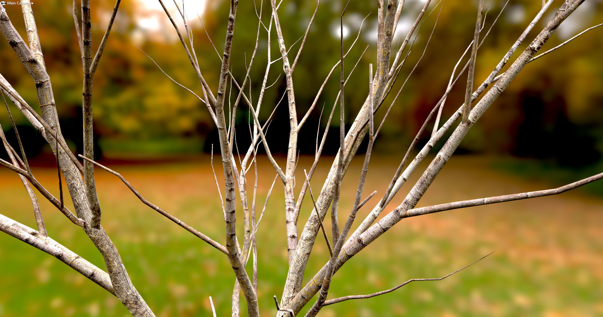 Autumn Maple  Scan  Low-poly 3D model_23