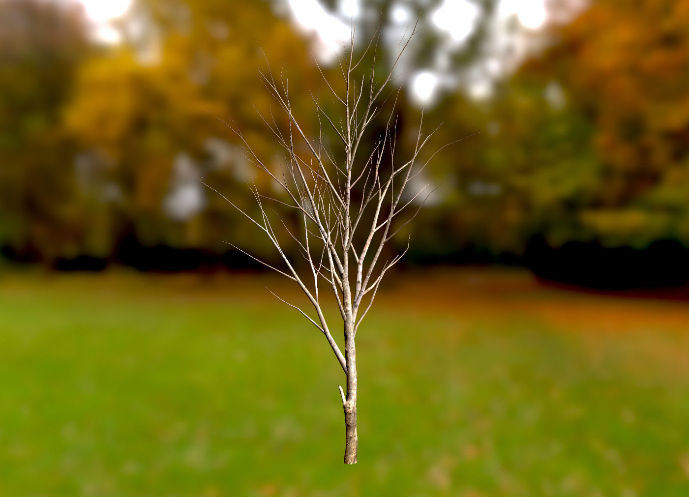 Autumn Maple  Scan  Low-poly 3D model_20