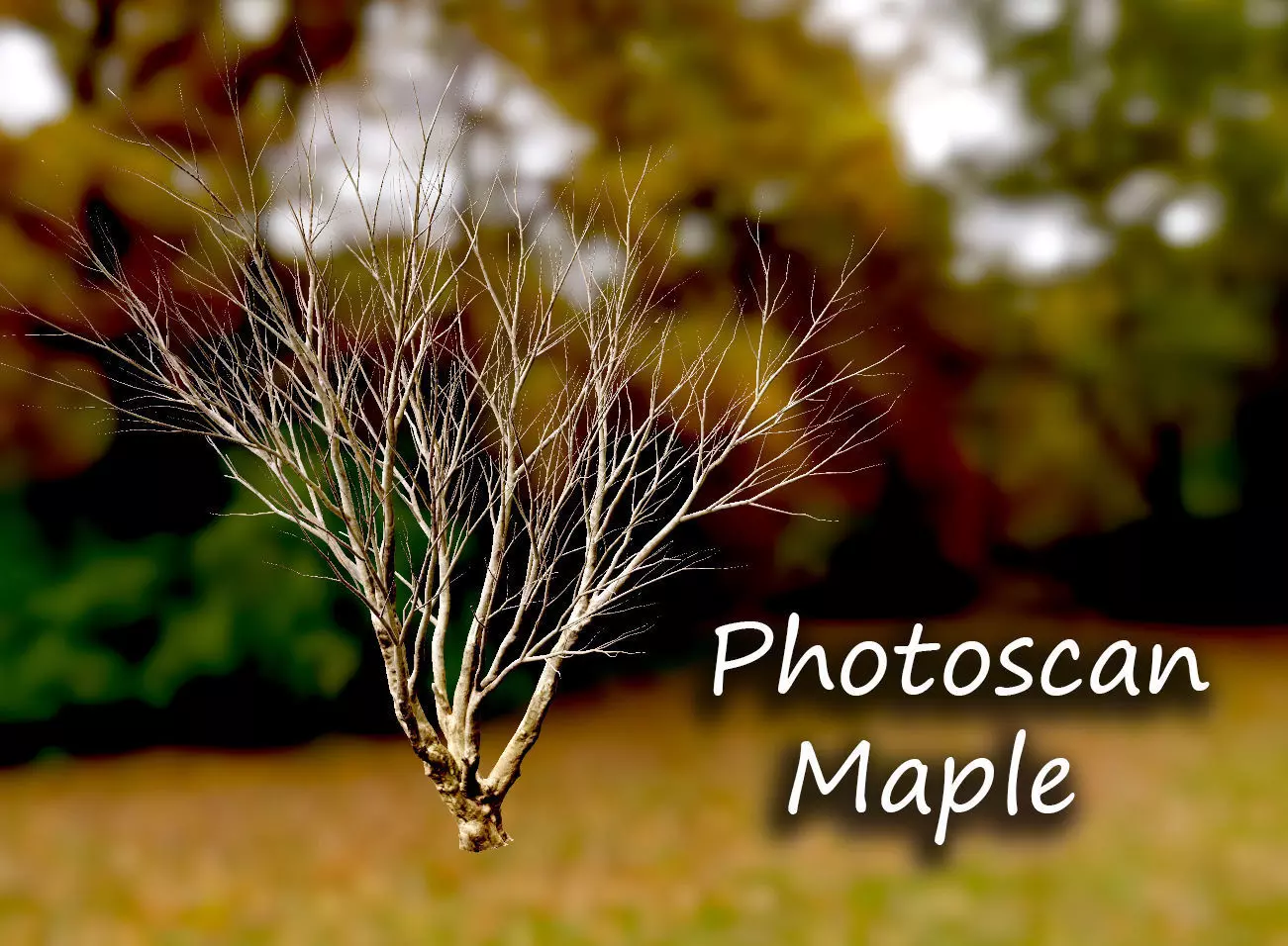 Autumn Maple  Scan  Low-poly 3D model_0