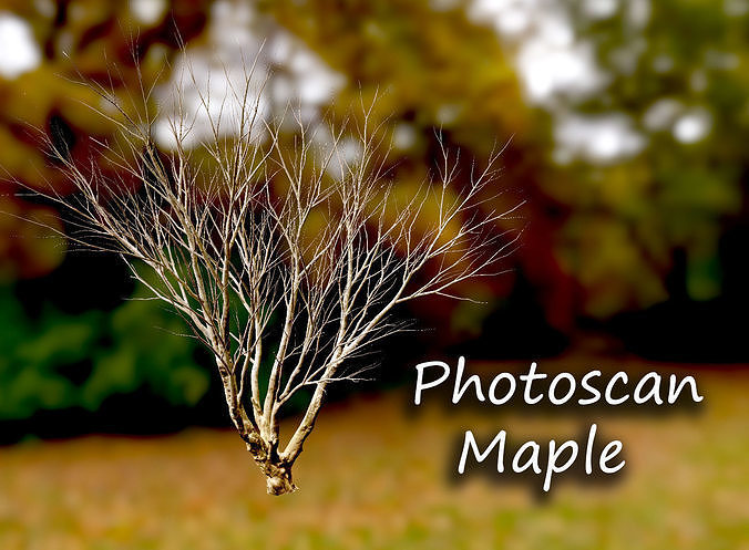 Autumn Maple  Scan  Low-poly 3D model