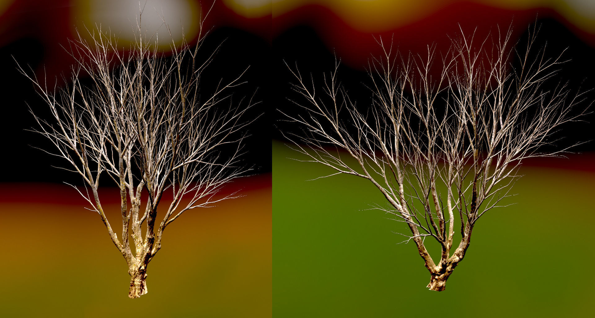 Autumn Maple  Scan  Low-poly 3D model_1