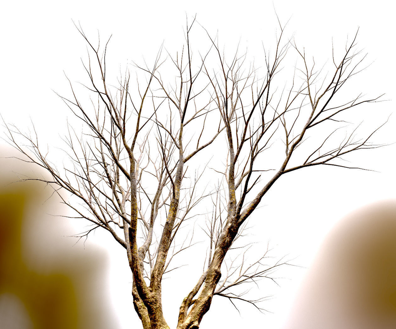 Autumn Maple  Scan  Low-poly 3D model_4