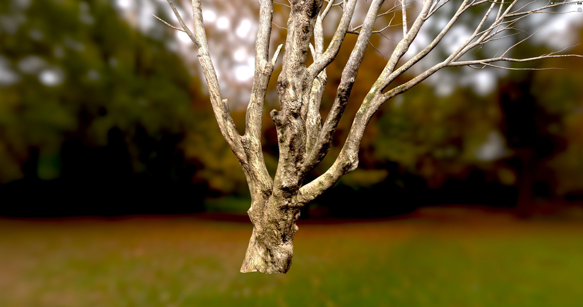 Autumn Maple  Scan  Low-poly 3D model_2