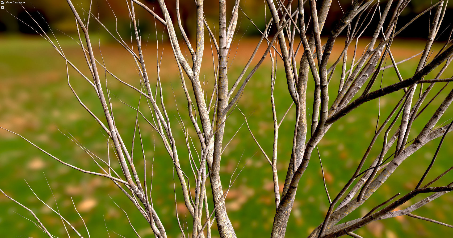 Autumn Maple  Scan  Low-poly 3D model_22