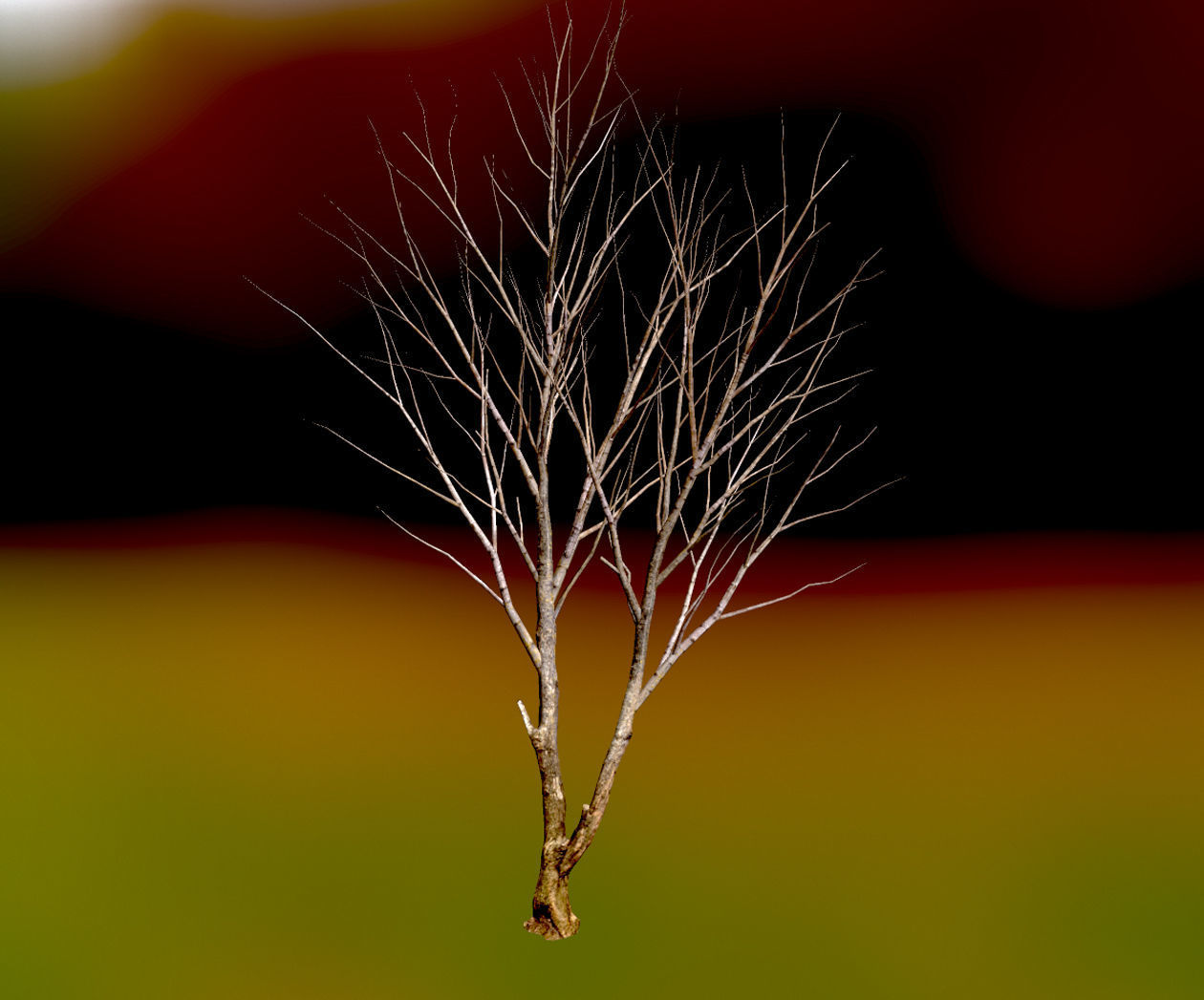 Autumn Maple  Scan  Low-poly 3D model_14