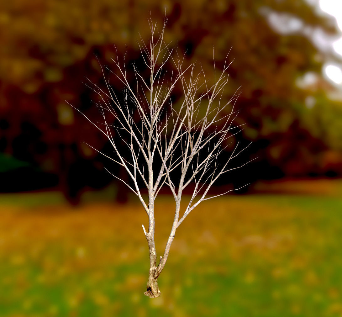 Autumn Maple  Scan  Low-poly 3D model_15