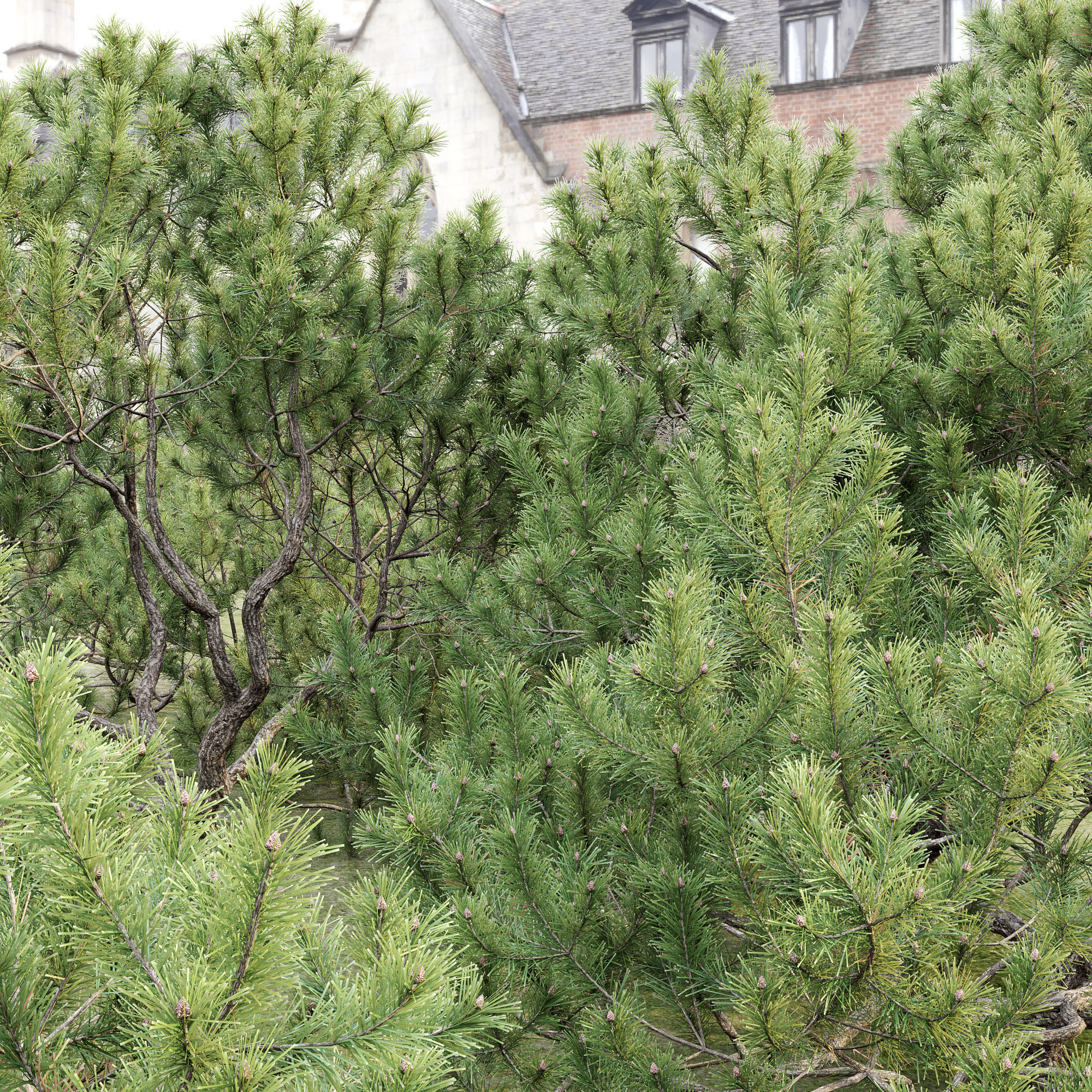 Pinus Mugo 12 3D model_3