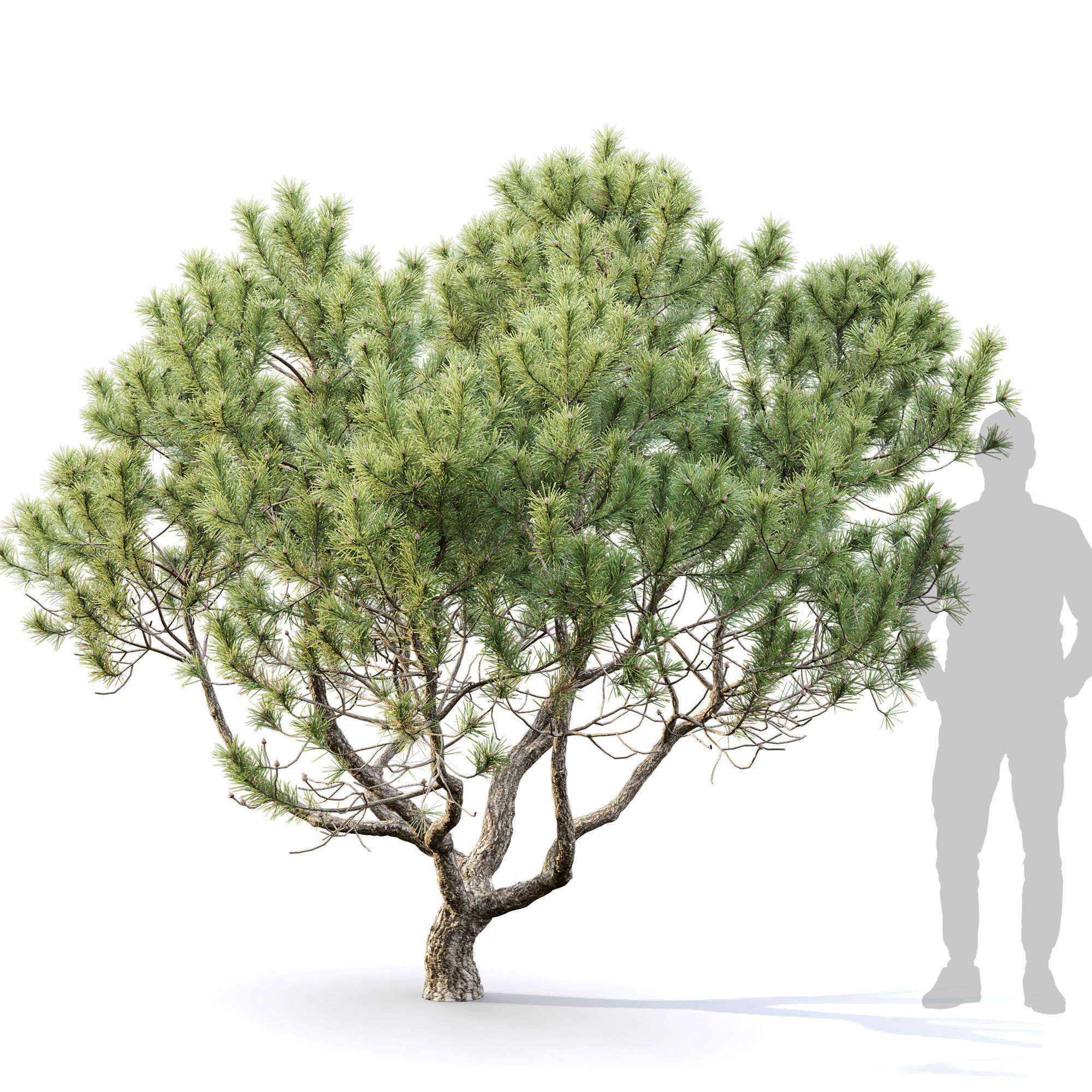Pinus Mugo 12 3D model_1