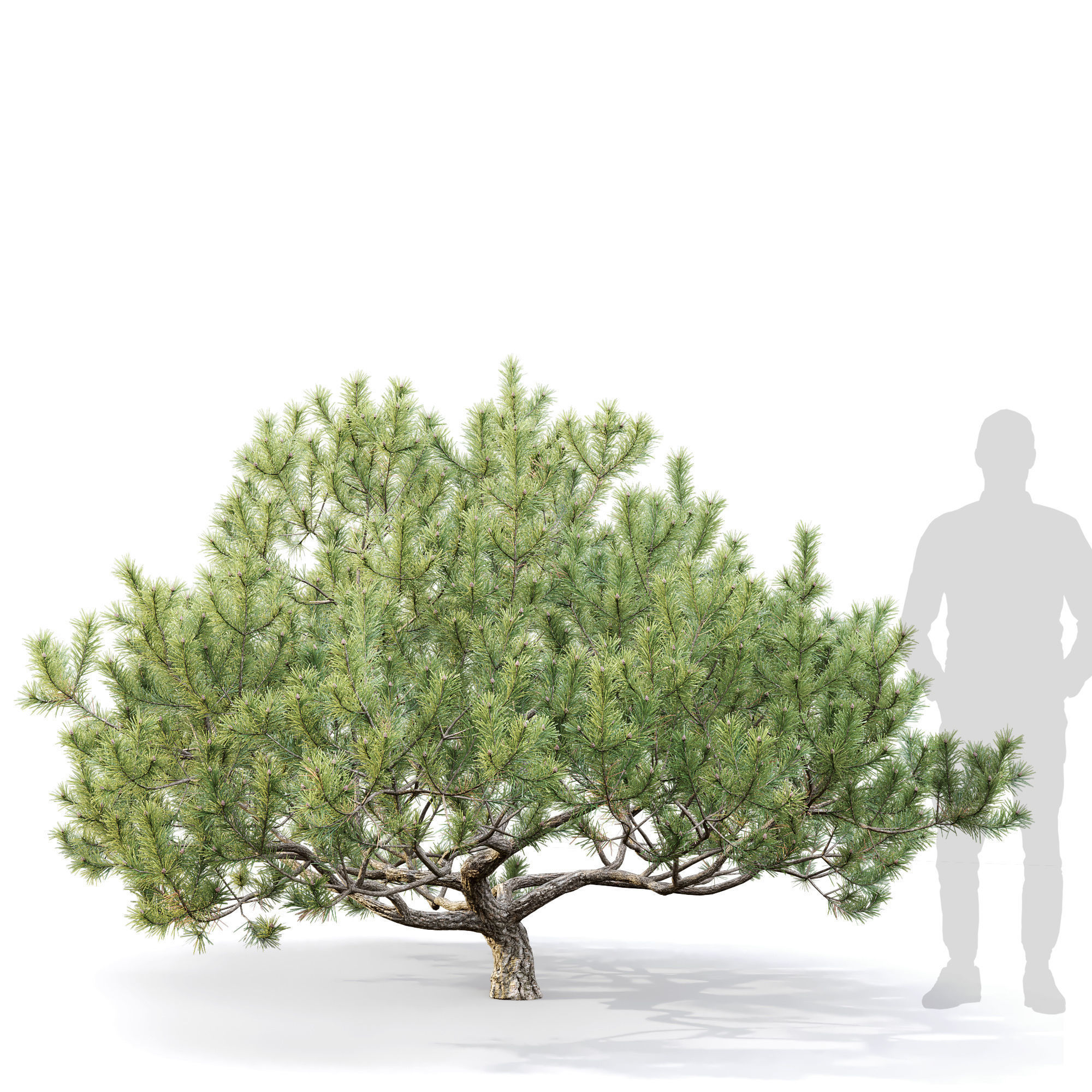 Pinus Mugo 12 3D model_2