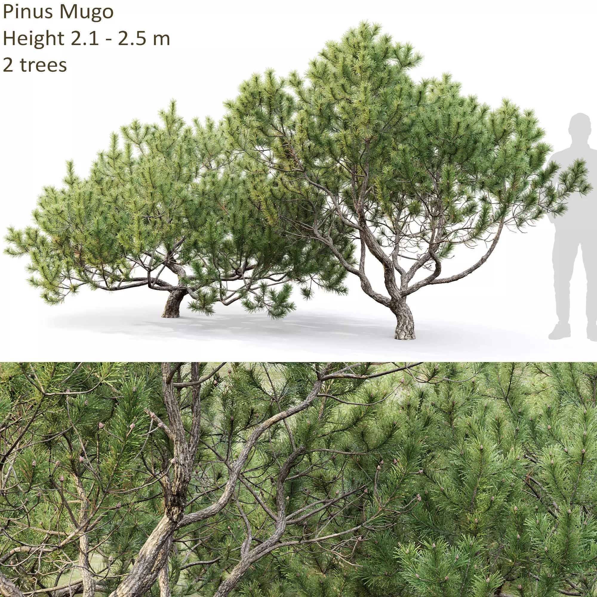 Pinus Mugo 12 3D model_0