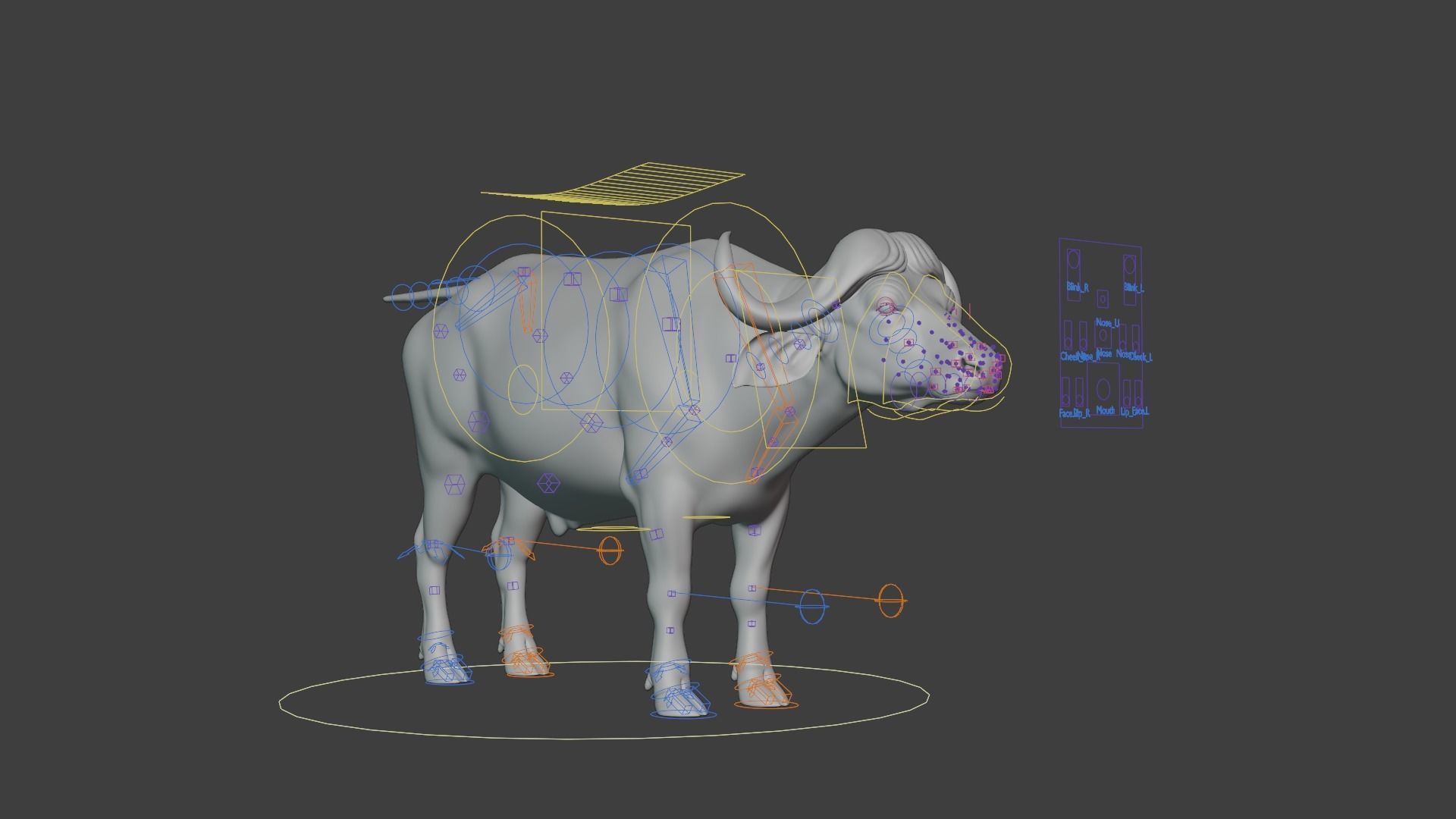 African Buffalo Syncerus Caffer Animated 3D model_19