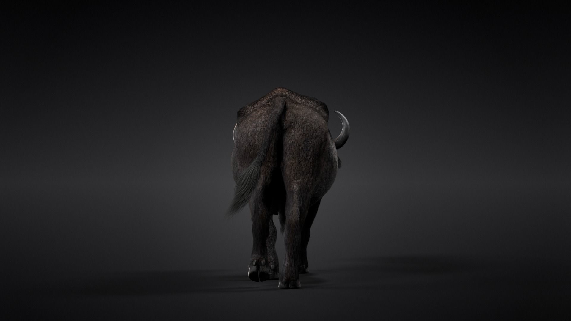 African Buffalo Syncerus Caffer Animated 3D model_12