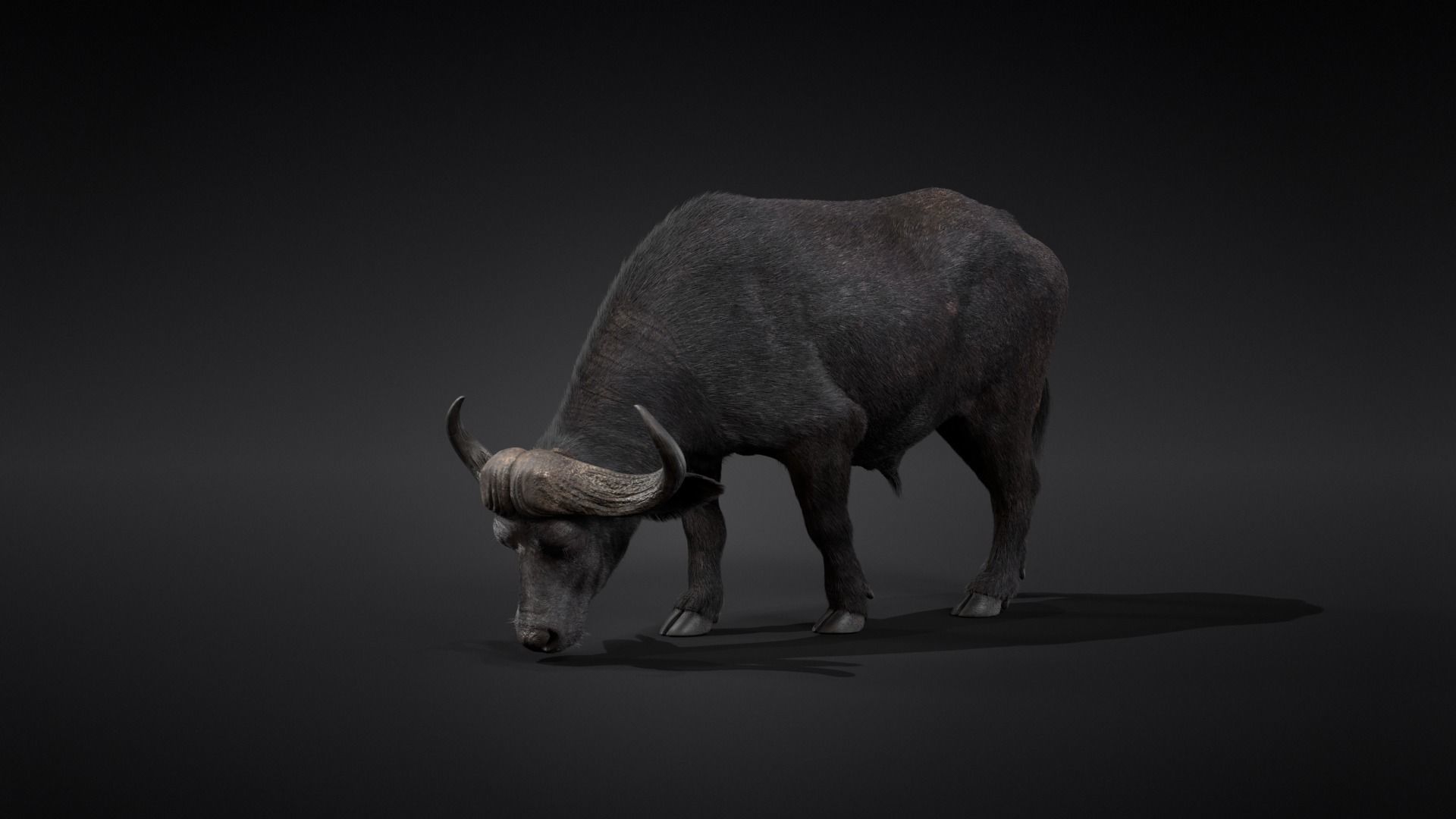 African Buffalo Syncerus Caffer Animated 3D model_8