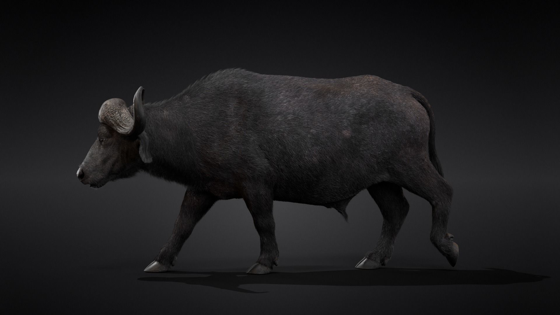 African Buffalo Syncerus Caffer Animated 3D model_9