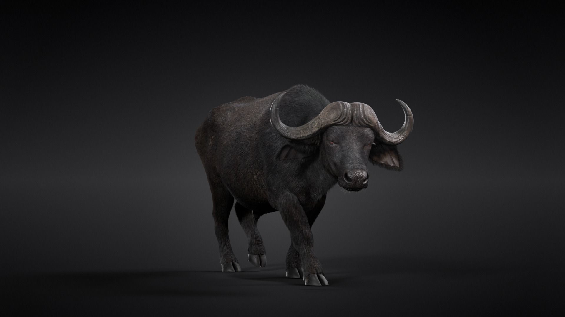 African Buffalo Syncerus Caffer Animated 3D model_7