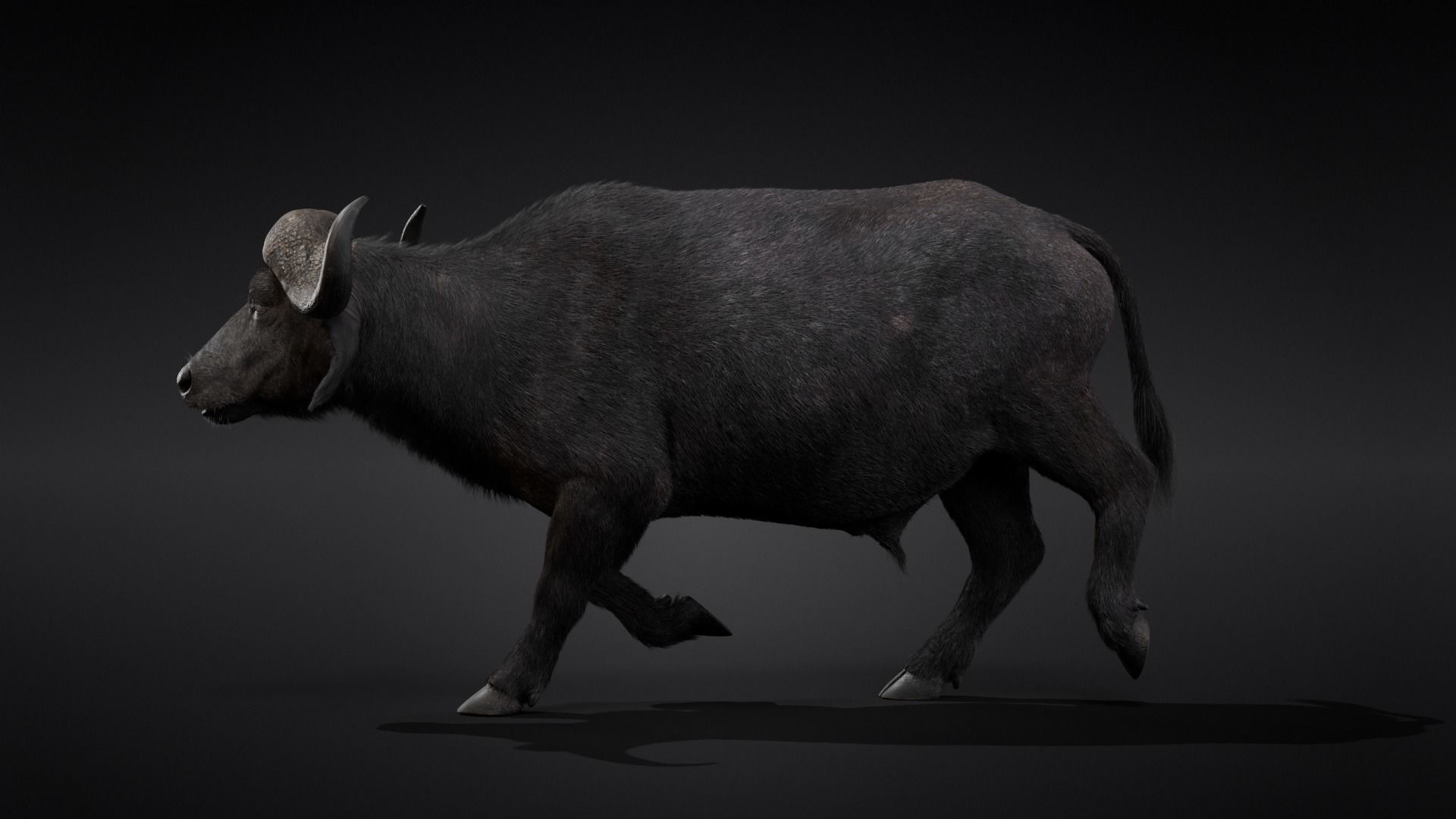 African Buffalo Syncerus Caffer Animated 3D model_10