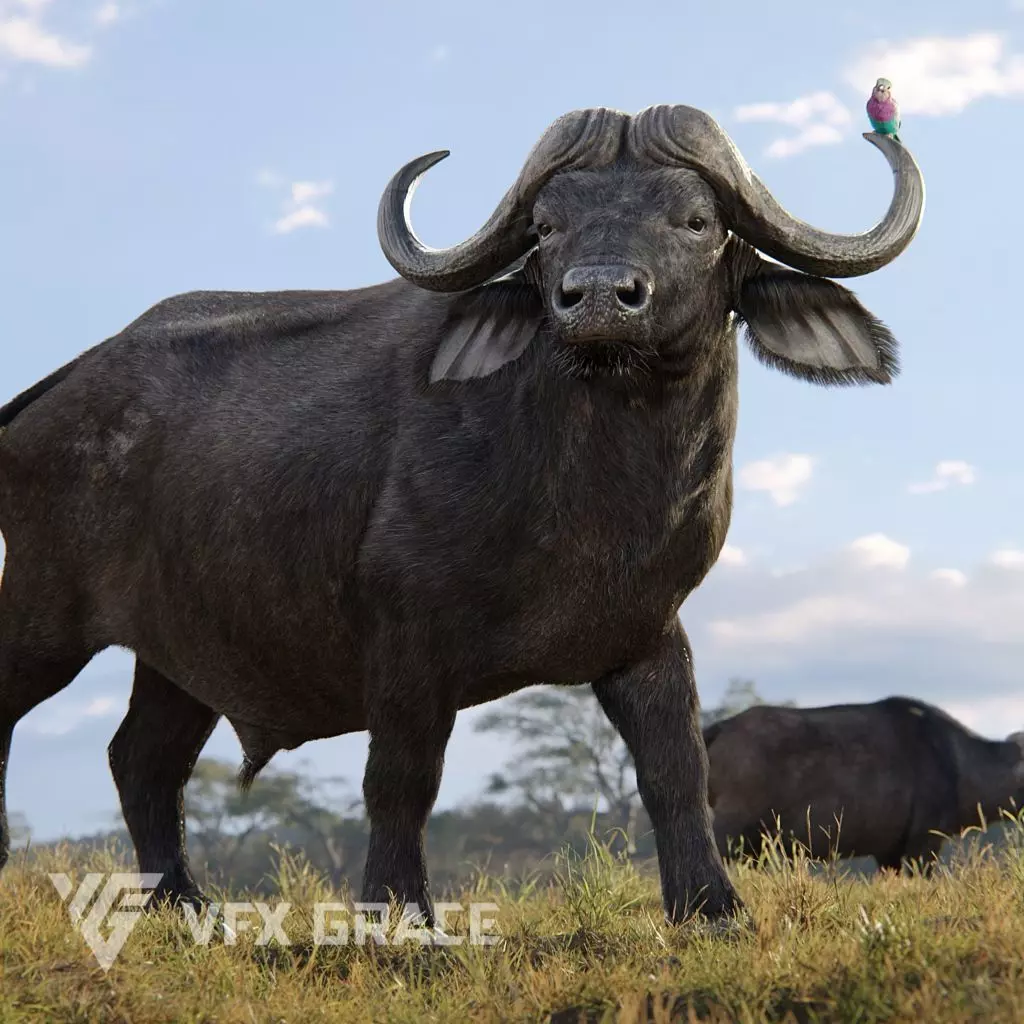 African Buffalo Syncerus Caffer Animated 3D model_0