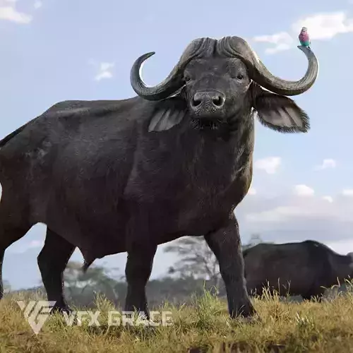 African Buffalo Syncerus Caffer Animated 3D model