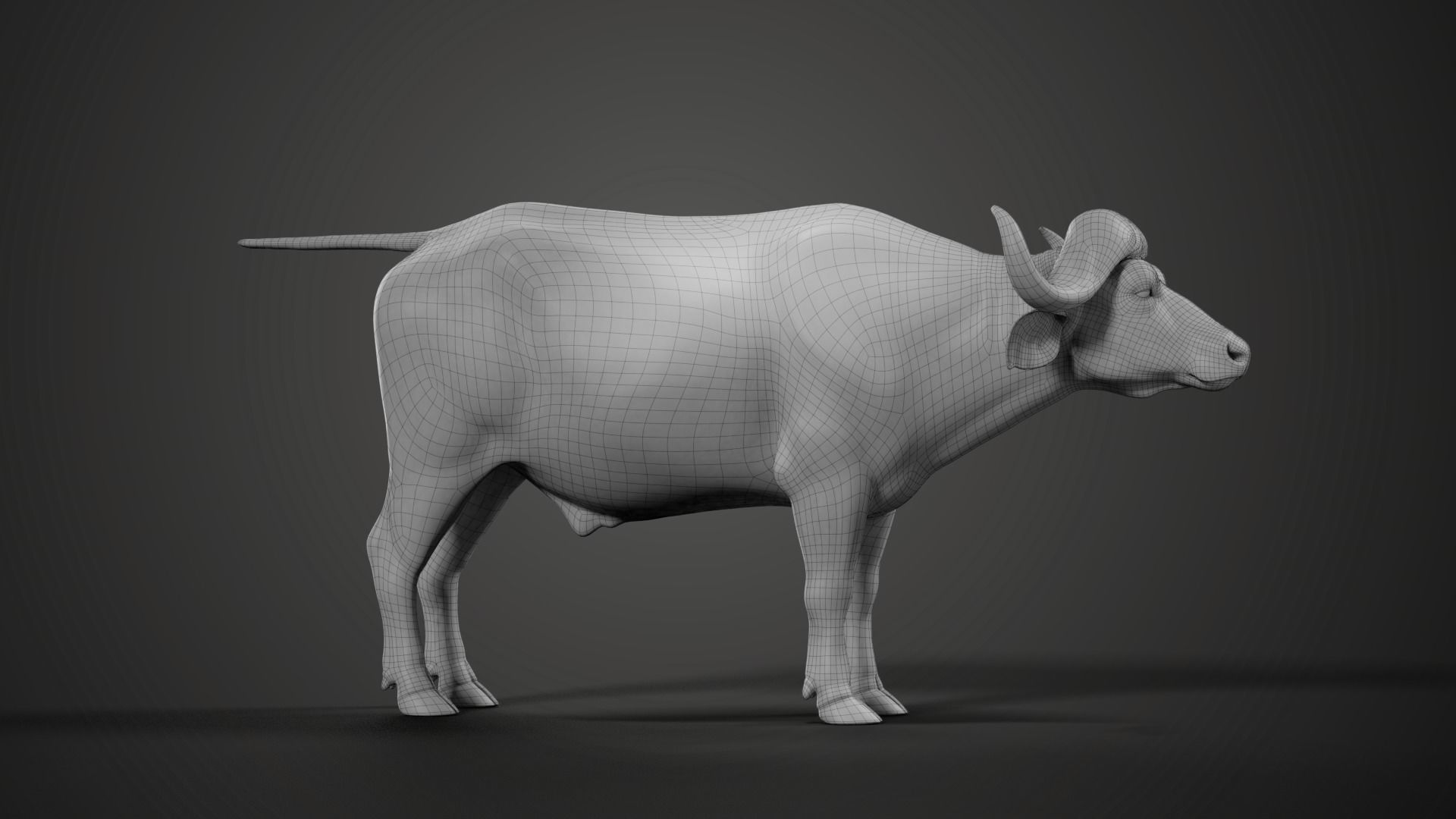 African Buffalo Syncerus Caffer Animated 3D model_15