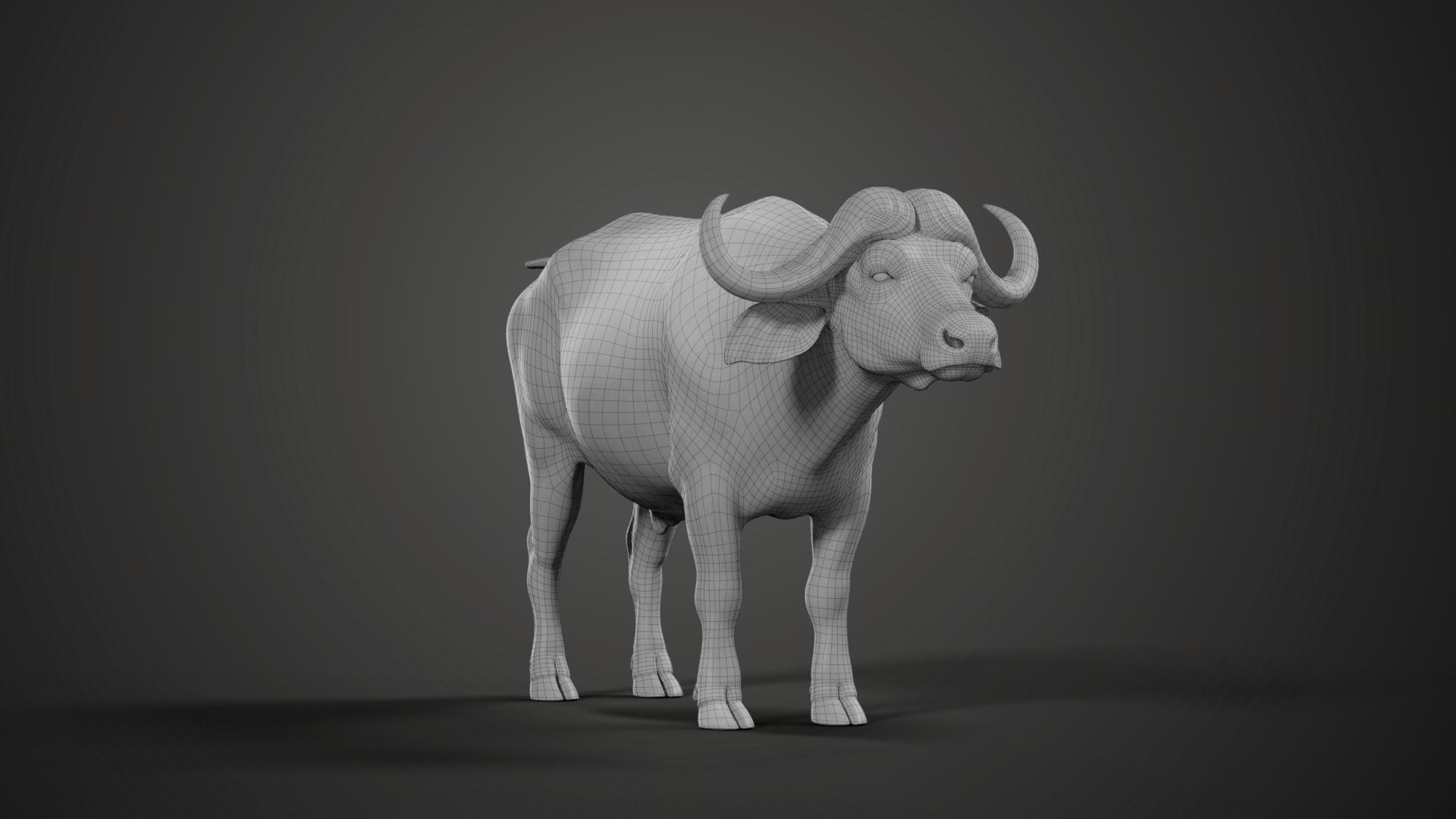 African Buffalo Syncerus Caffer Animated 3D model_14