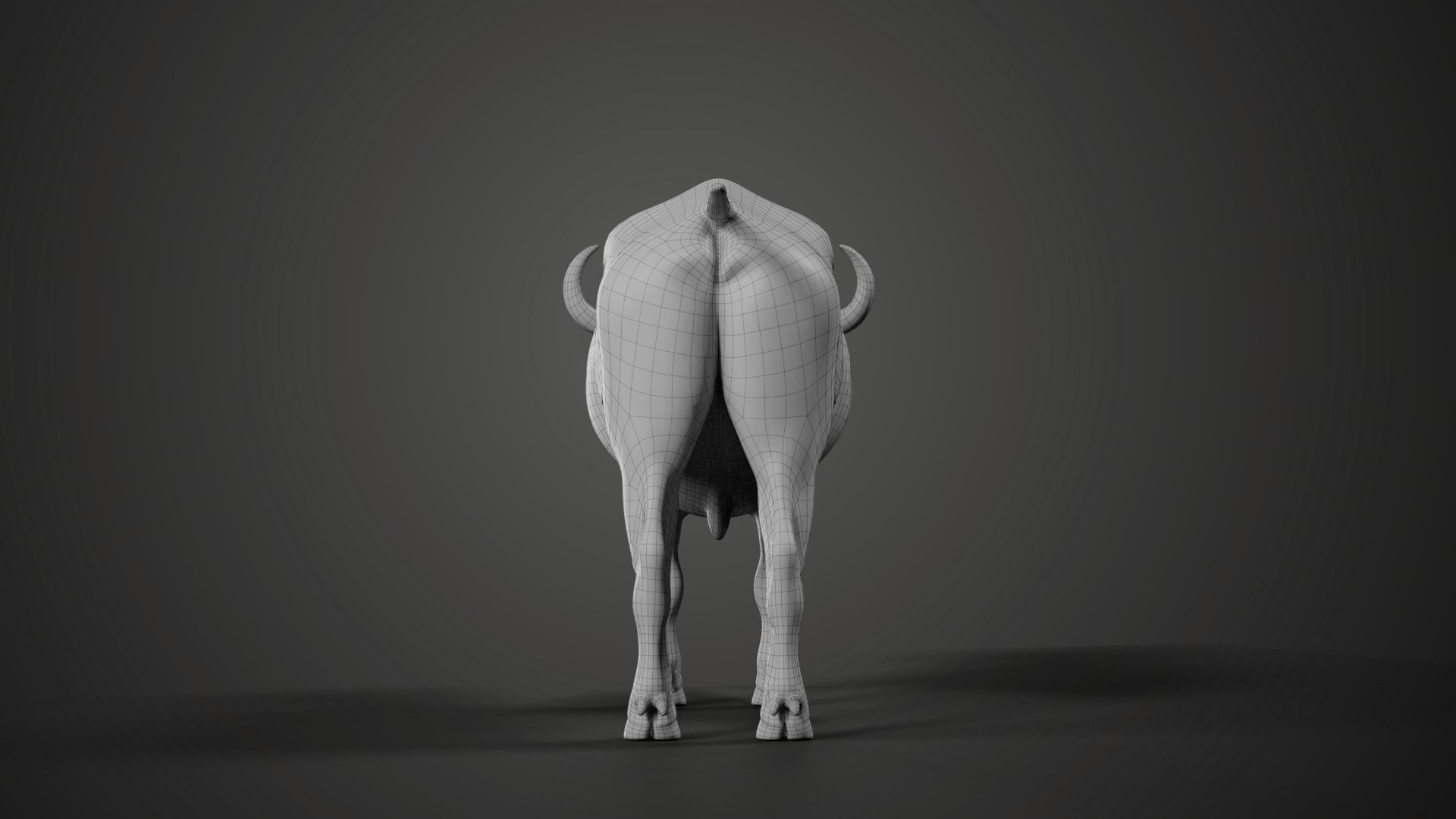 African Buffalo Syncerus Caffer Animated 3D model_16