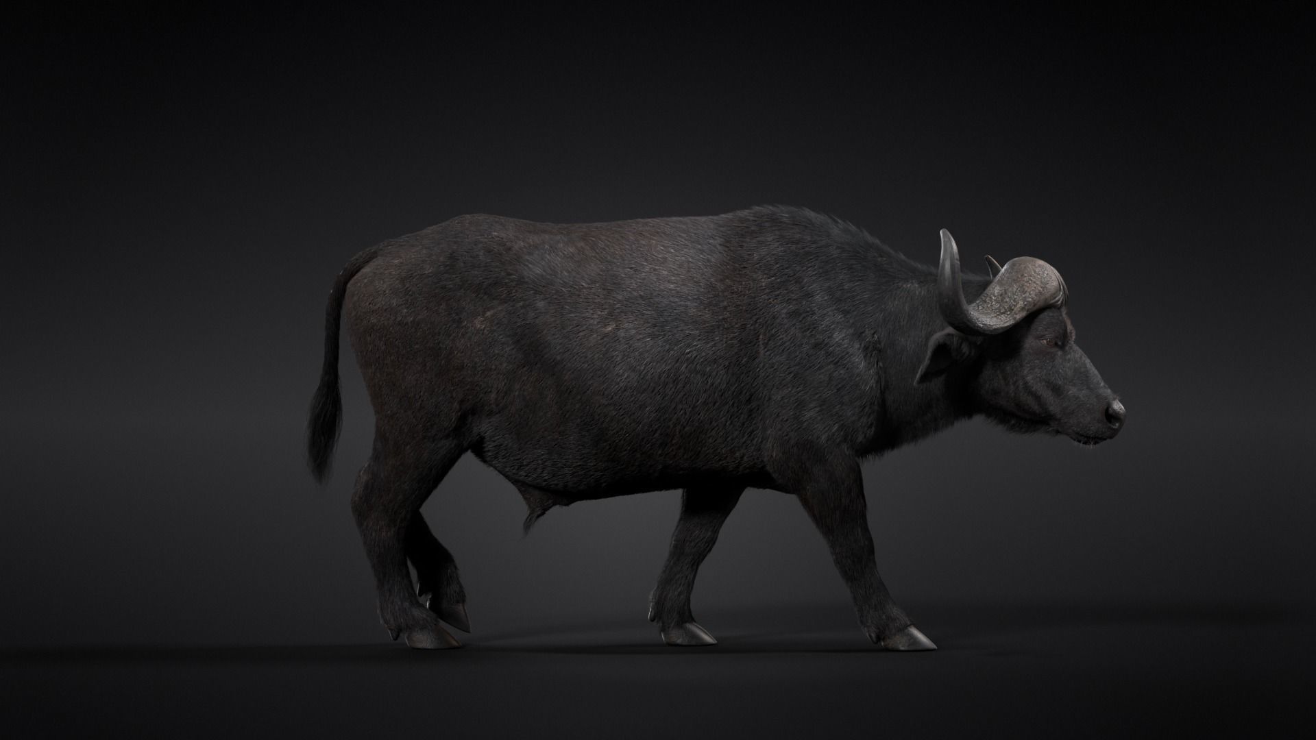 African Buffalo Syncerus Caffer Animated 3D model_11