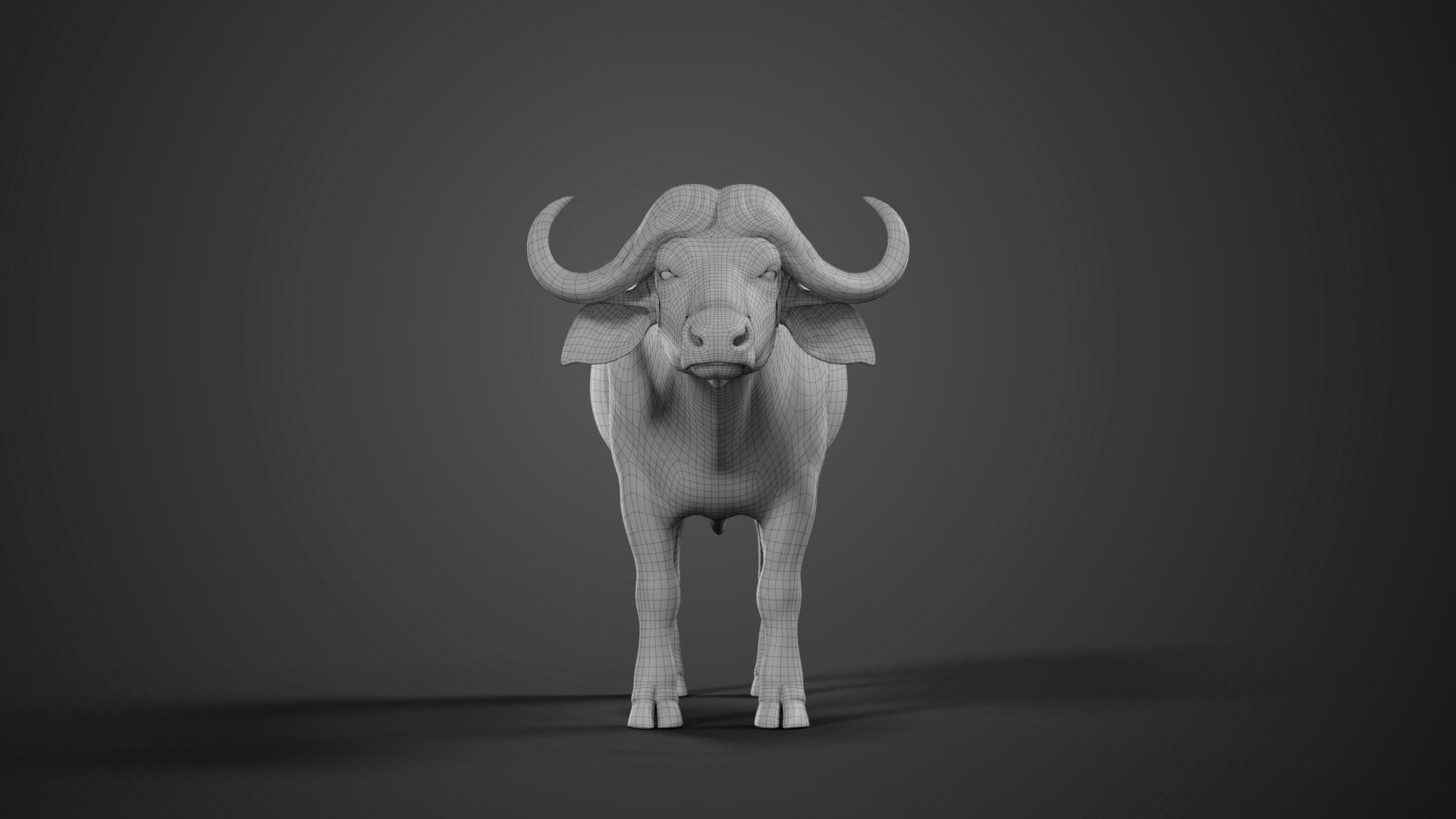 African Buffalo Syncerus Caffer Animated 3D model_17