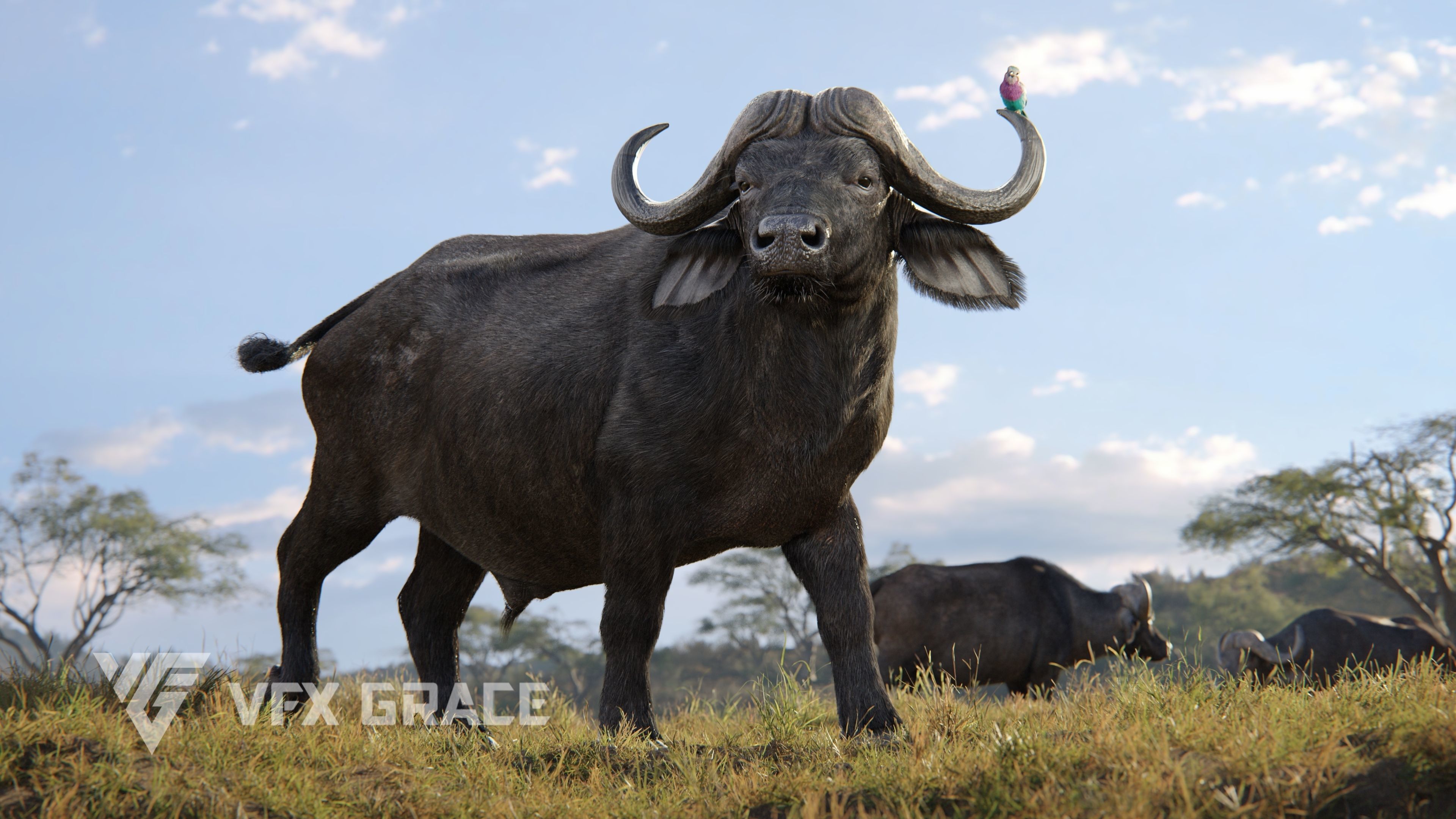 African Buffalo Syncerus Caffer Animated 3D model_5