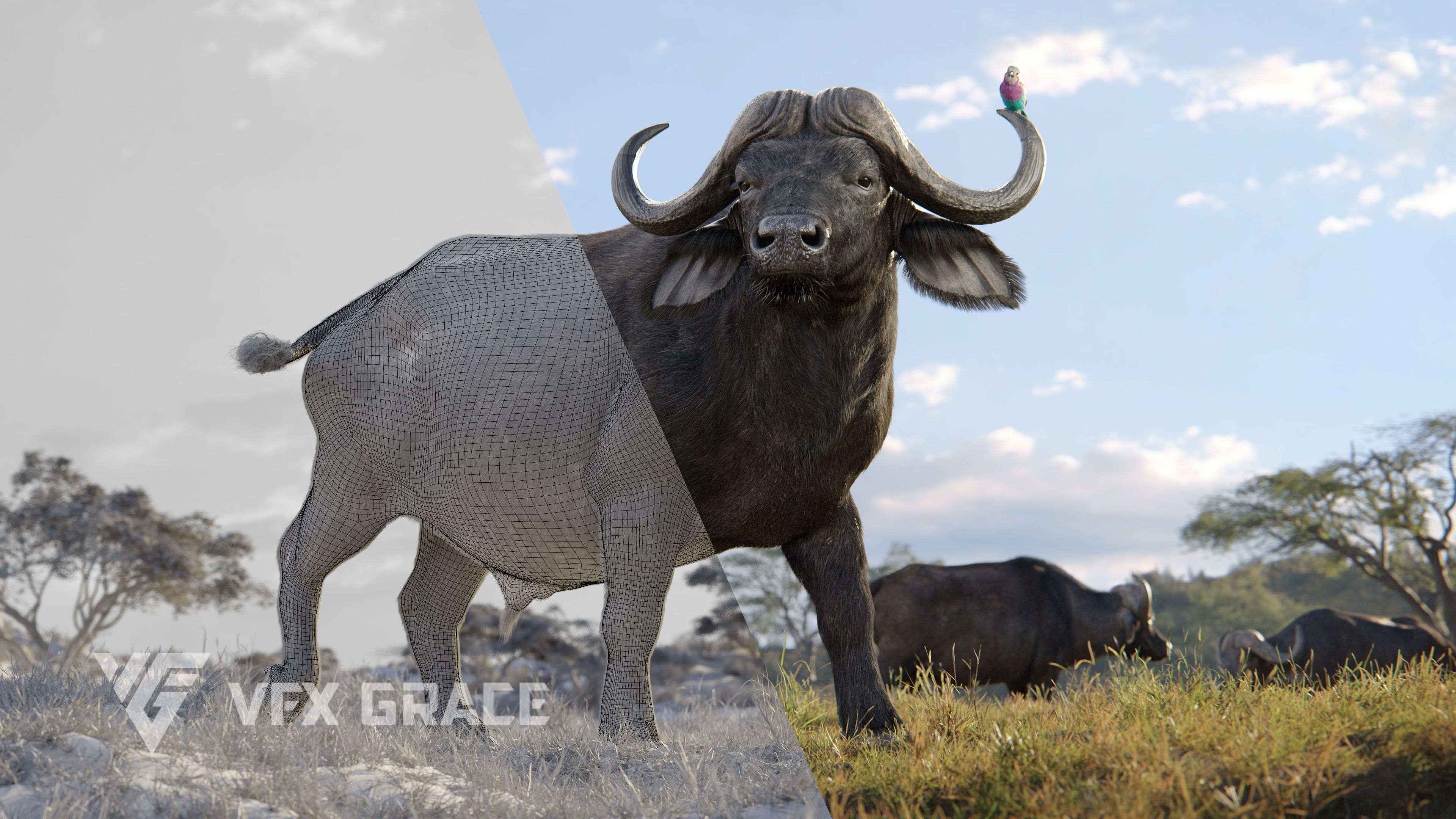 African Buffalo Syncerus Caffer Animated 3D model_6
