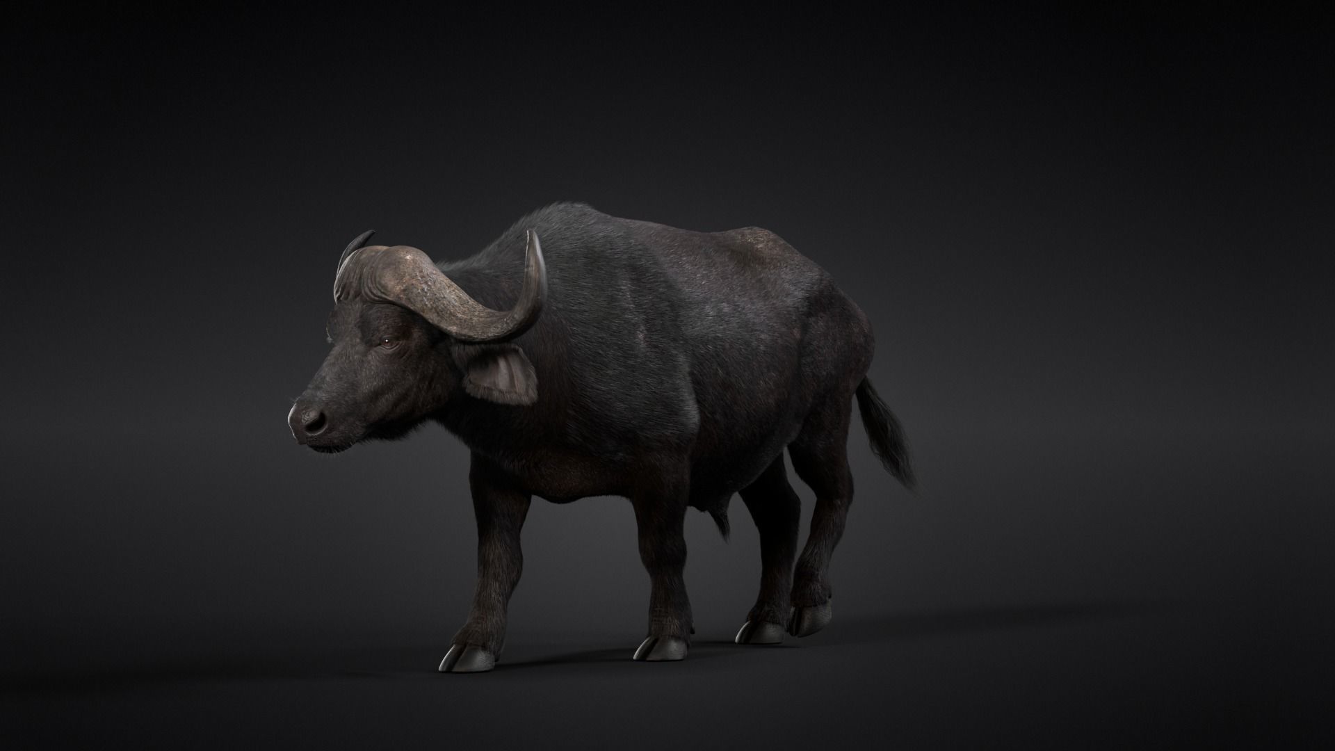 African Buffalo Syncerus Caffer Animated 3D model_13