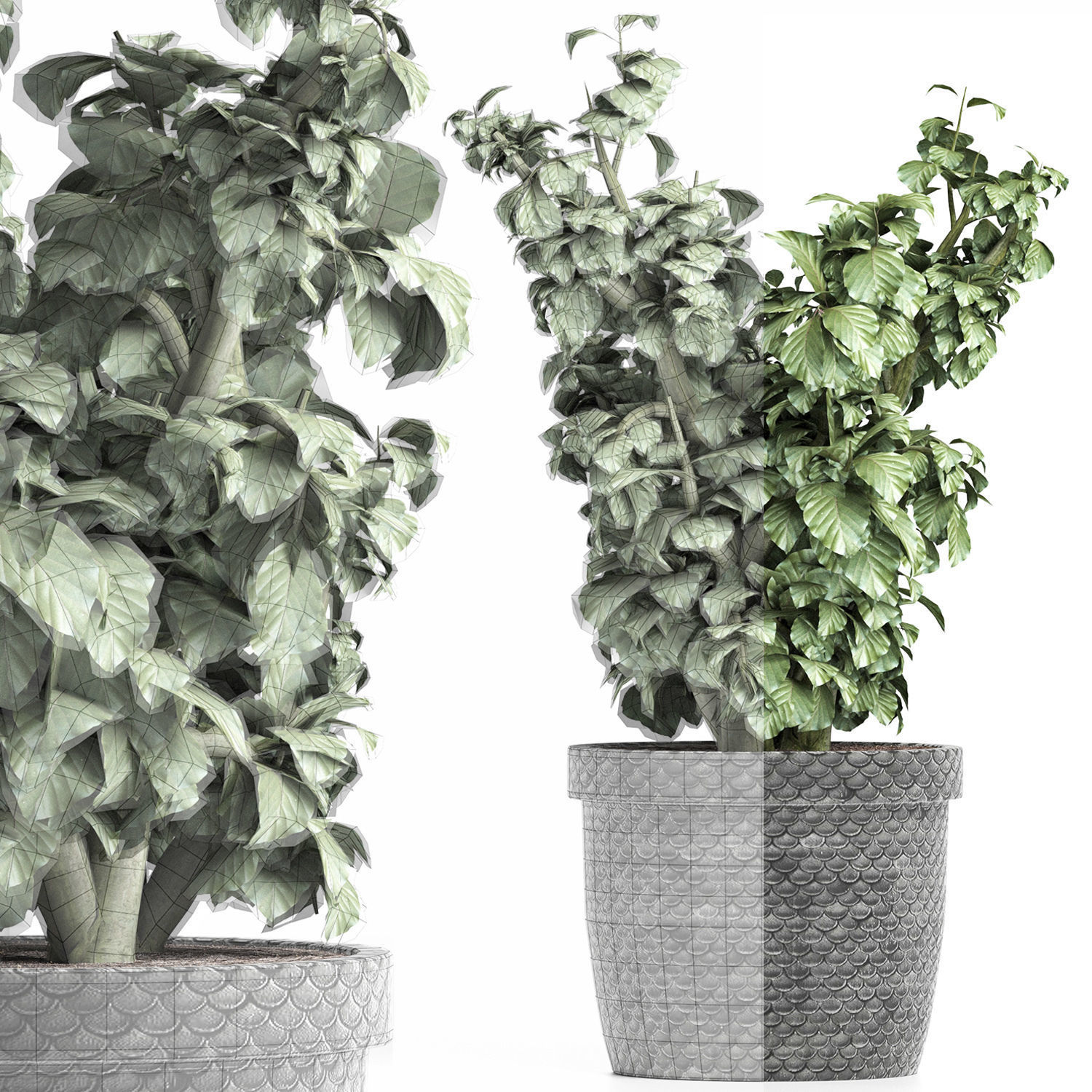 Plants Collection 169 Sageretia Theezans 3D model_5