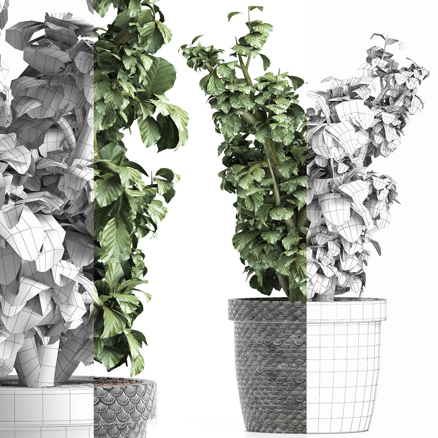 Plants Collection 169 Sageretia Theezans 3D model_6