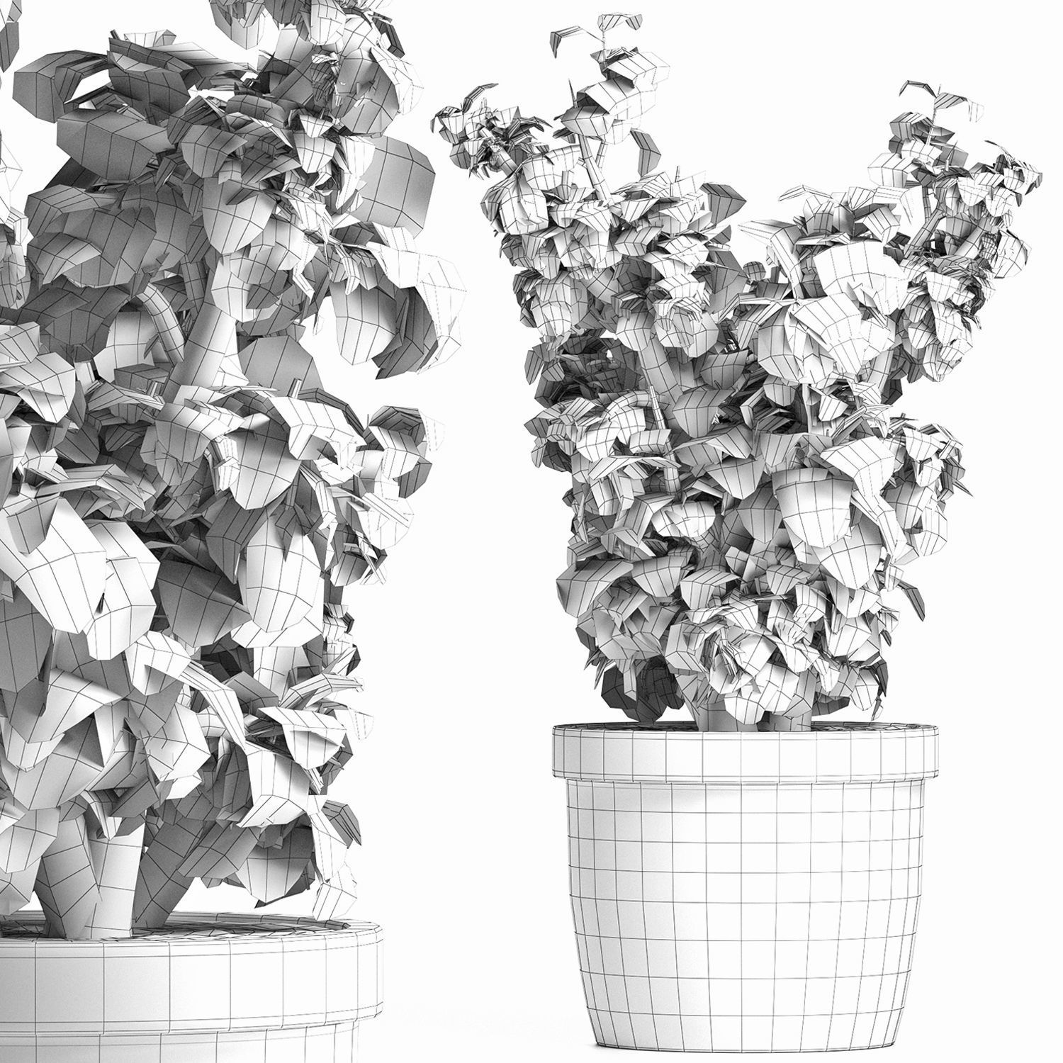 Plants Collection 169 Sageretia Theezans 3D model_4
