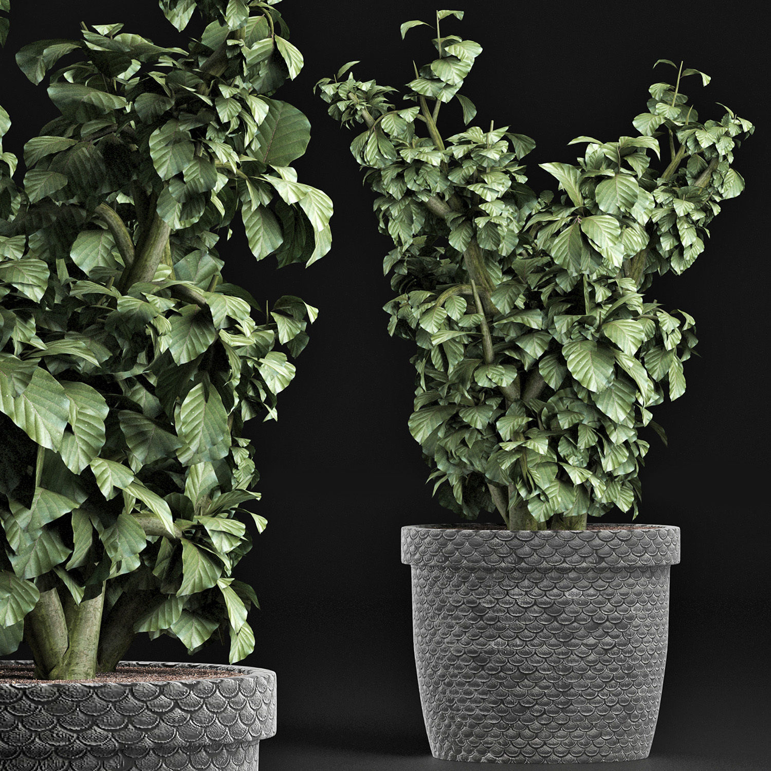 Plants Collection 169 Sageretia Theezans 3D model_2