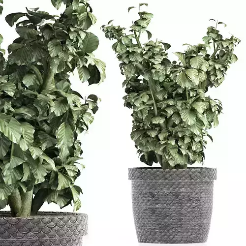 Plants Collection 169 Sageretia Theezans 3D model