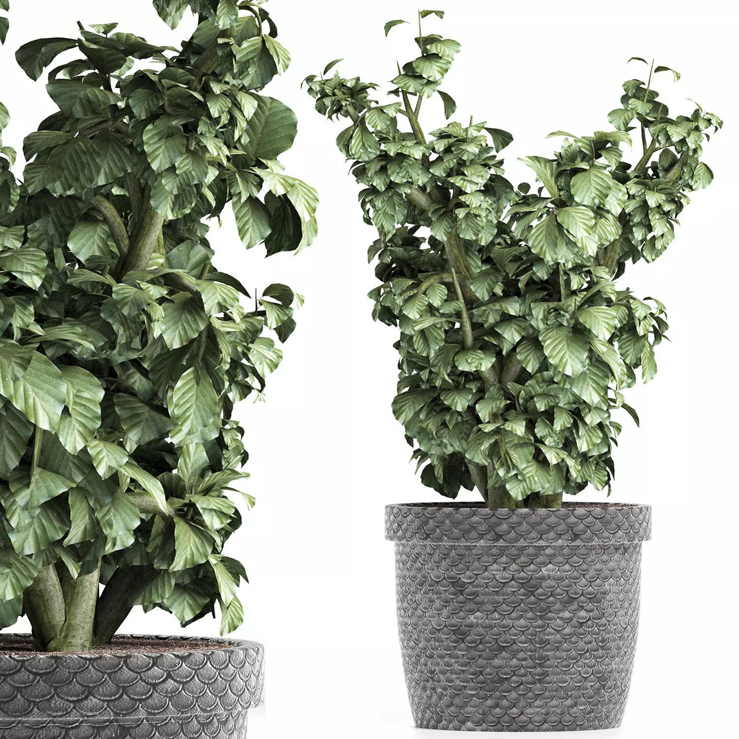 Plants Collection 169 Sageretia Theezans 3D model_0