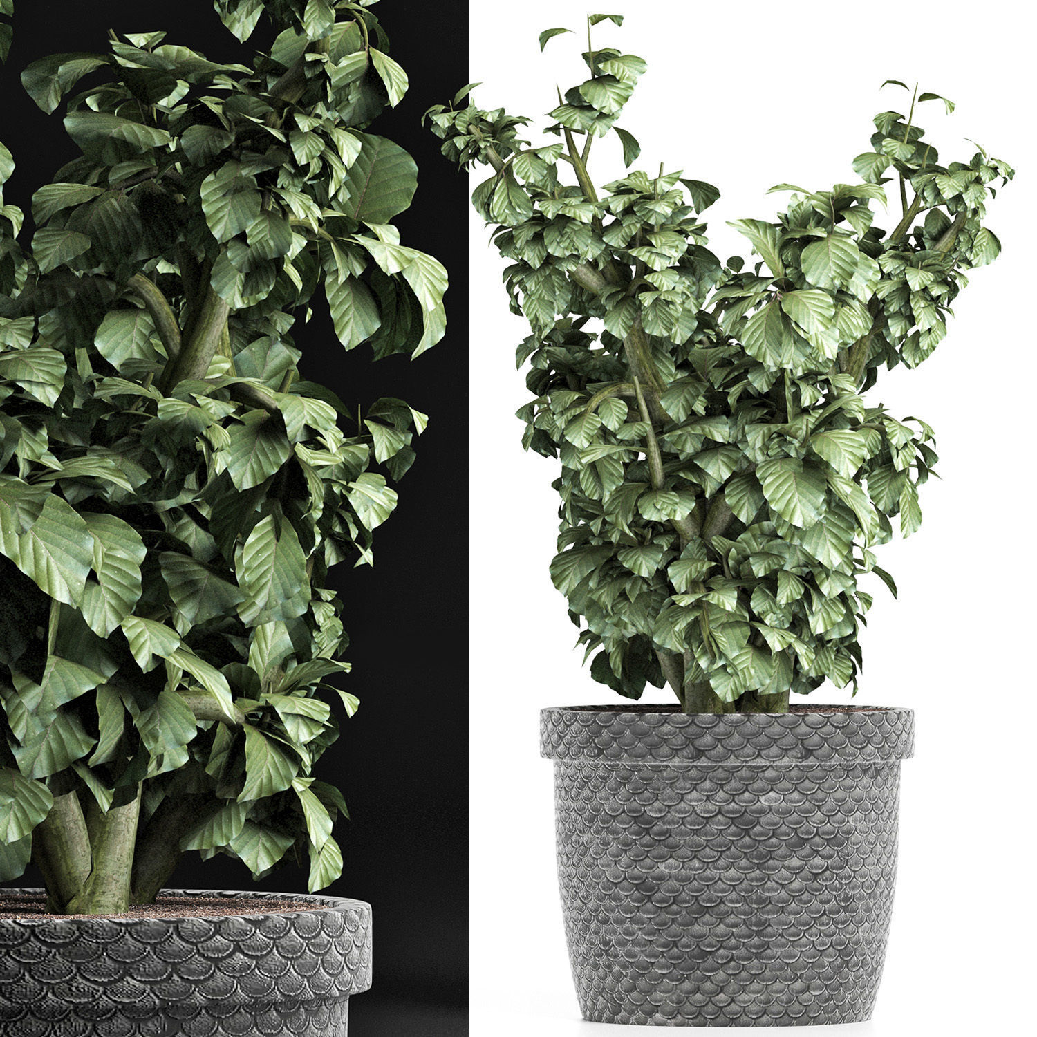 Plants Collection 169 Sageretia Theezans 3D model_3