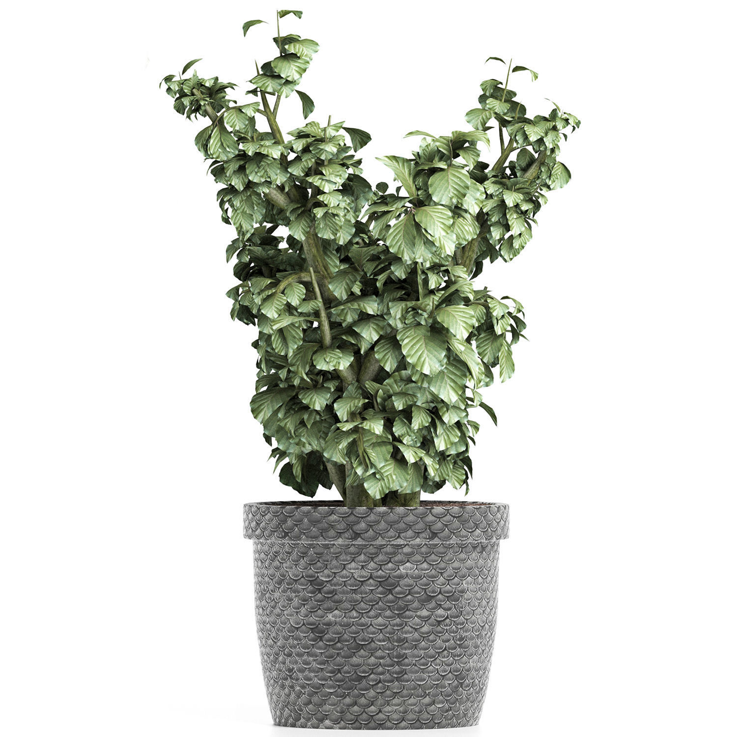 Plants Collection 169 Sageretia Theezans 3D model_1