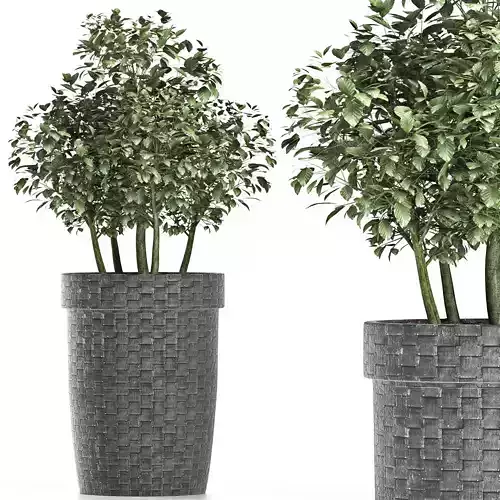 Plants Collection 170 Sageretia Theezans 3D model