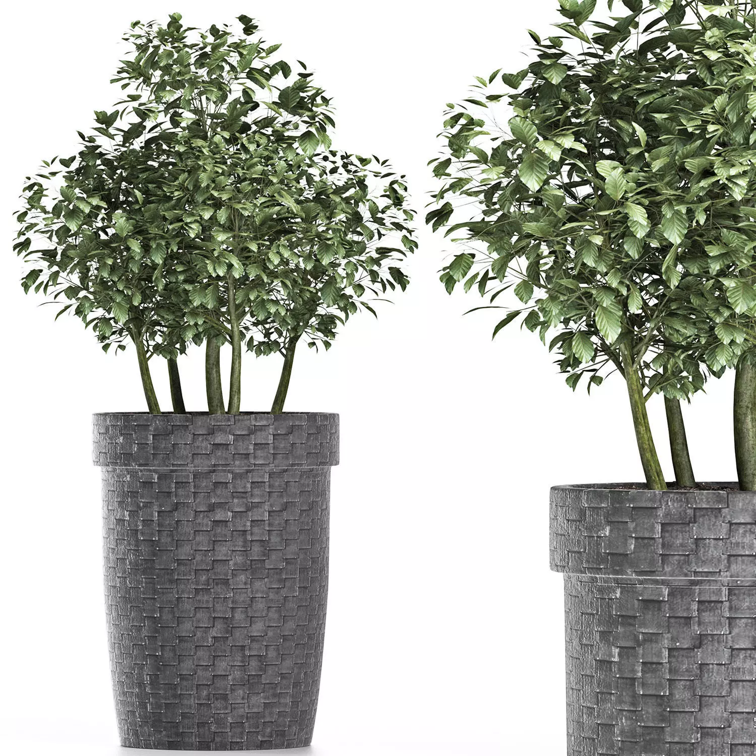 Plants Collection 170 Sageretia Theezans 3D model_0