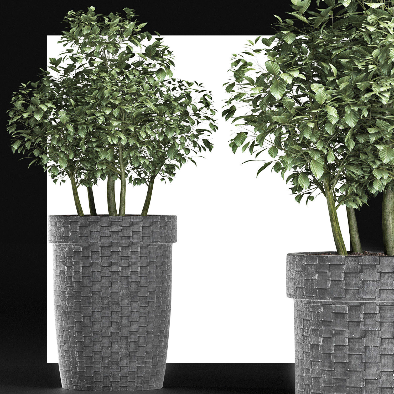 Plants Collection 170 Sageretia Theezans 3D model_4