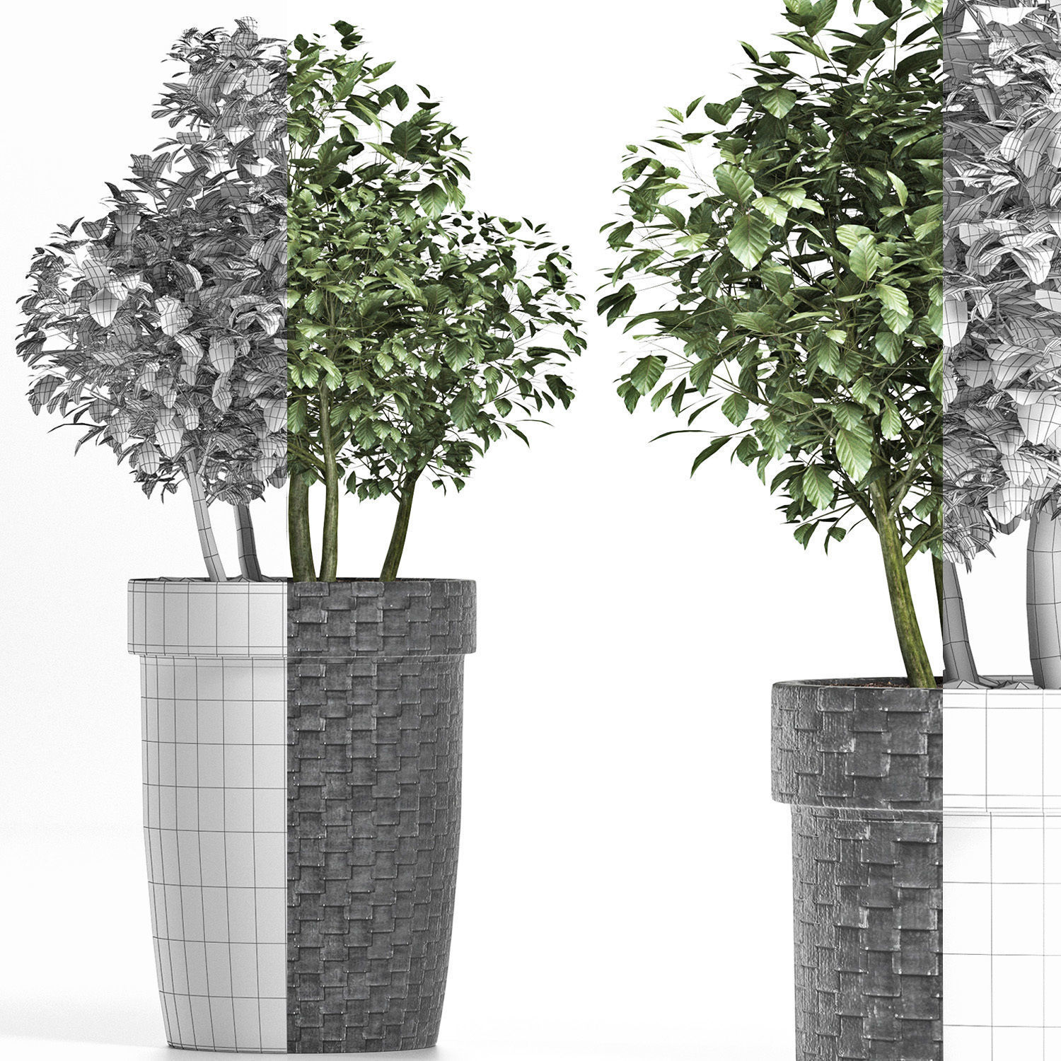 Plants Collection 170 Sageretia Theezans 3D model_8