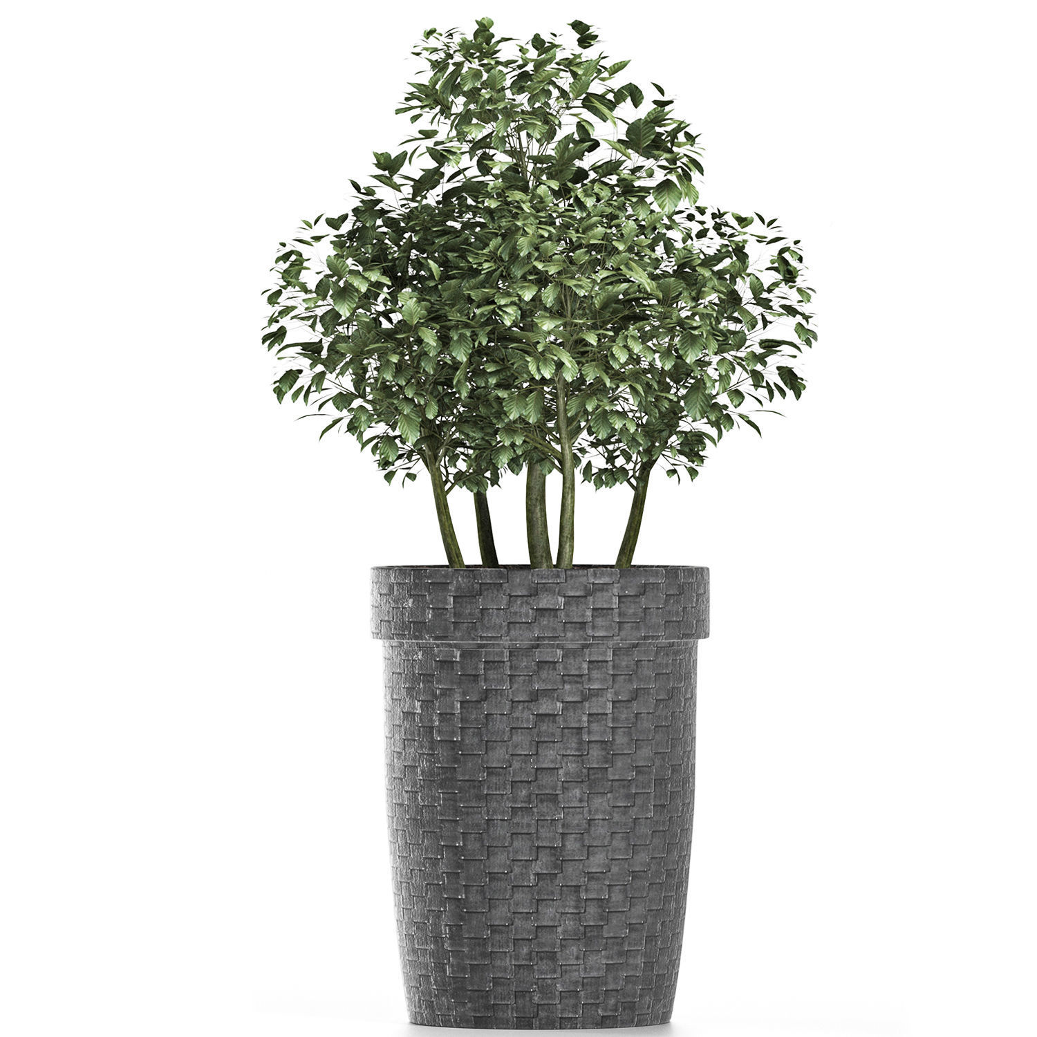 Plants Collection 170 Sageretia Theezans 3D model_1