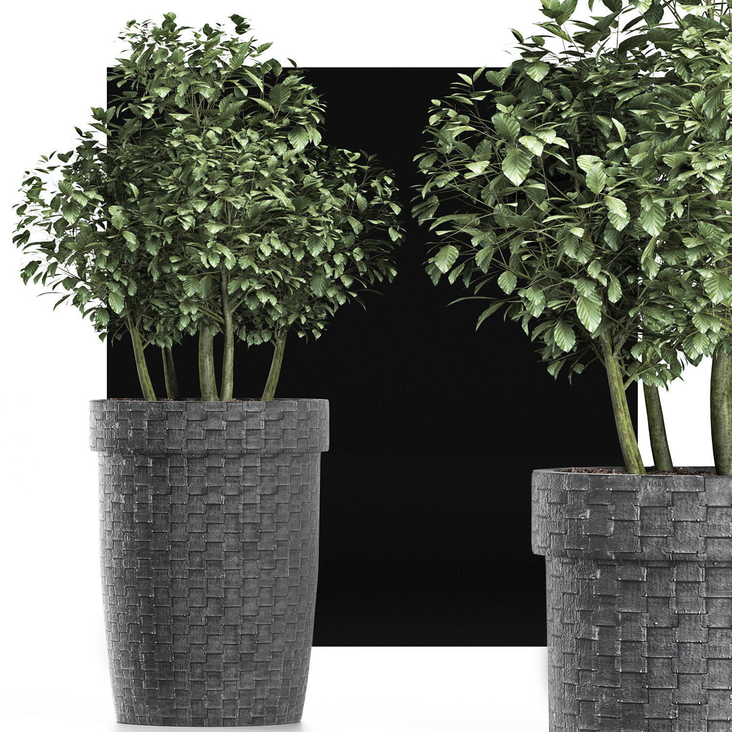 Plants Collection 170 Sageretia Theezans 3D model_5