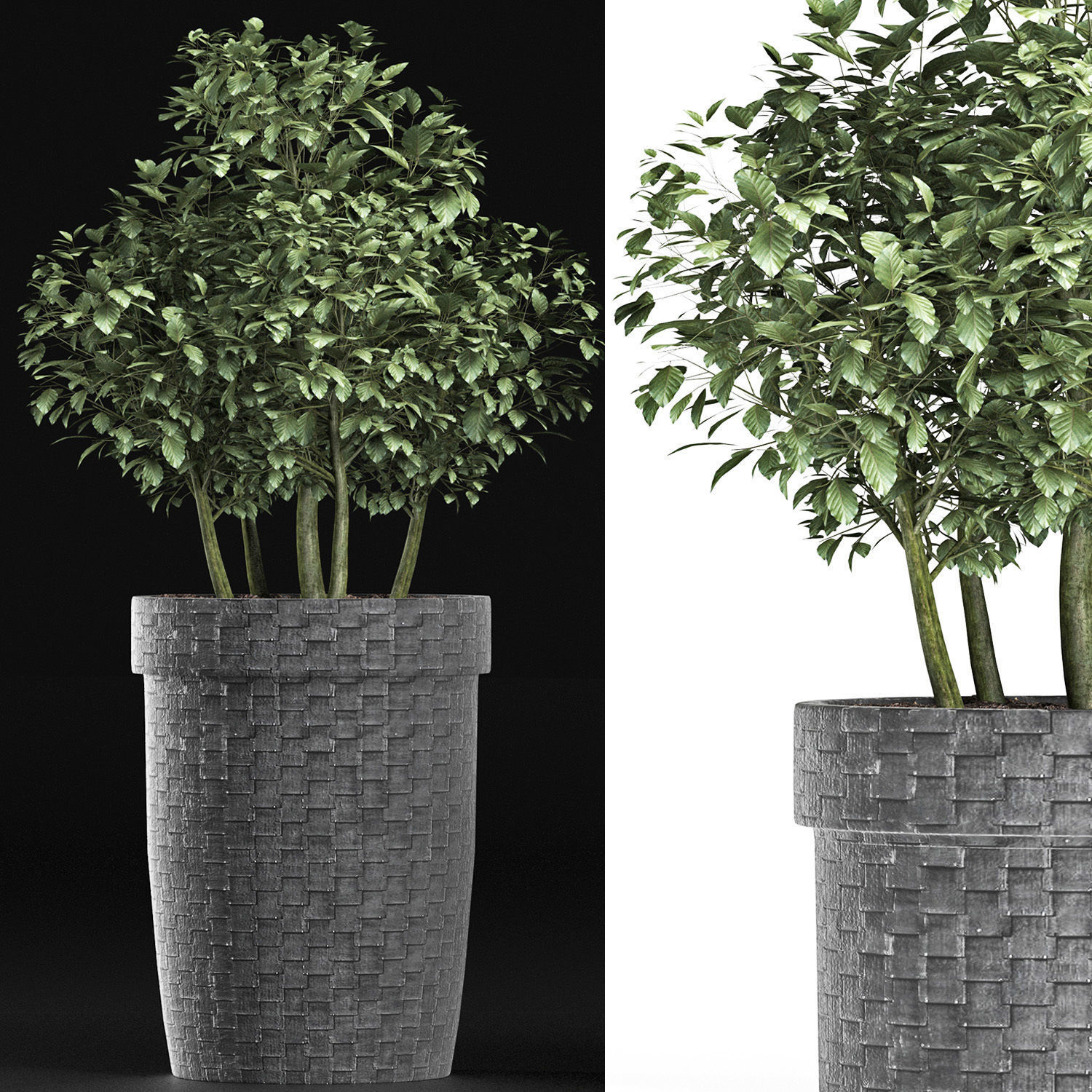 Plants Collection 170 Sageretia Theezans 3D model_3