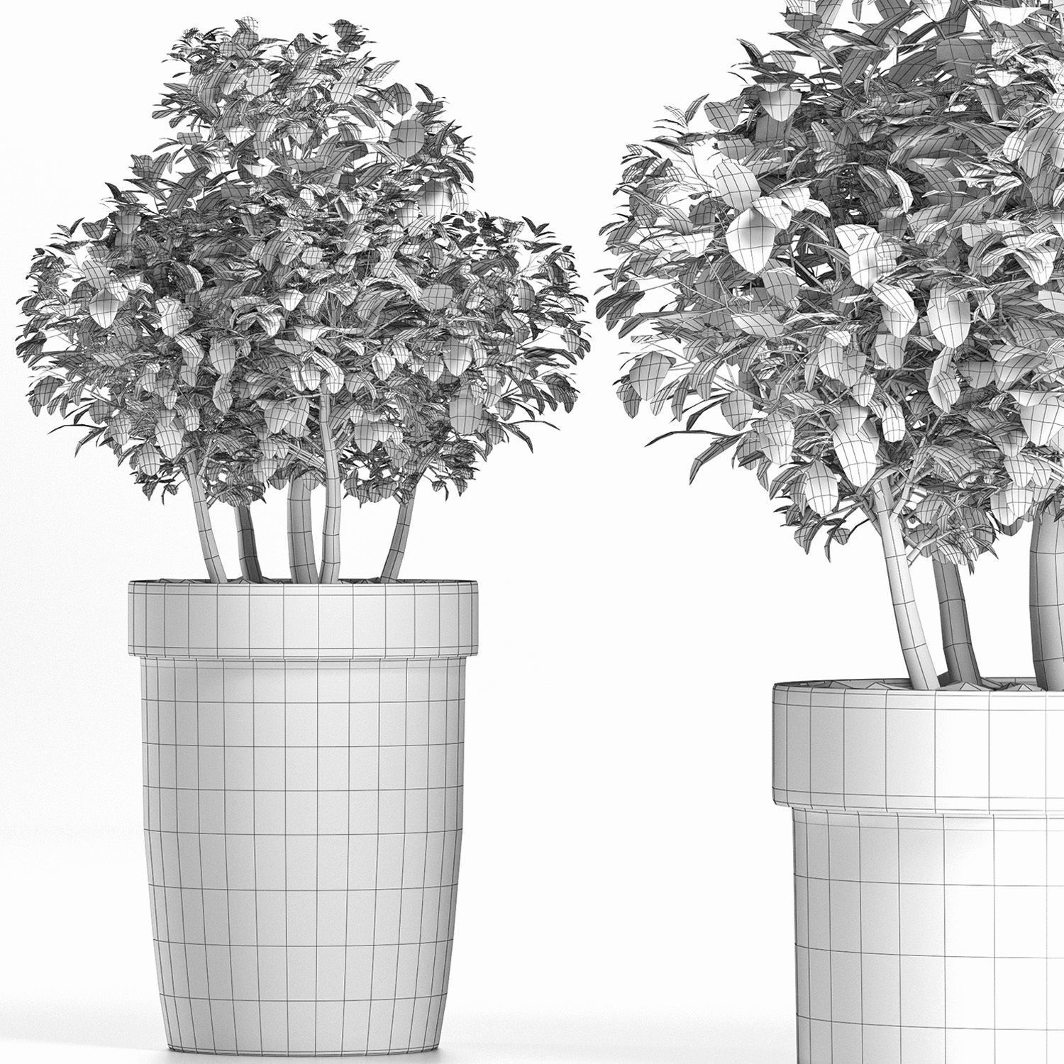 Plants Collection 170 Sageretia Theezans 3D model_6